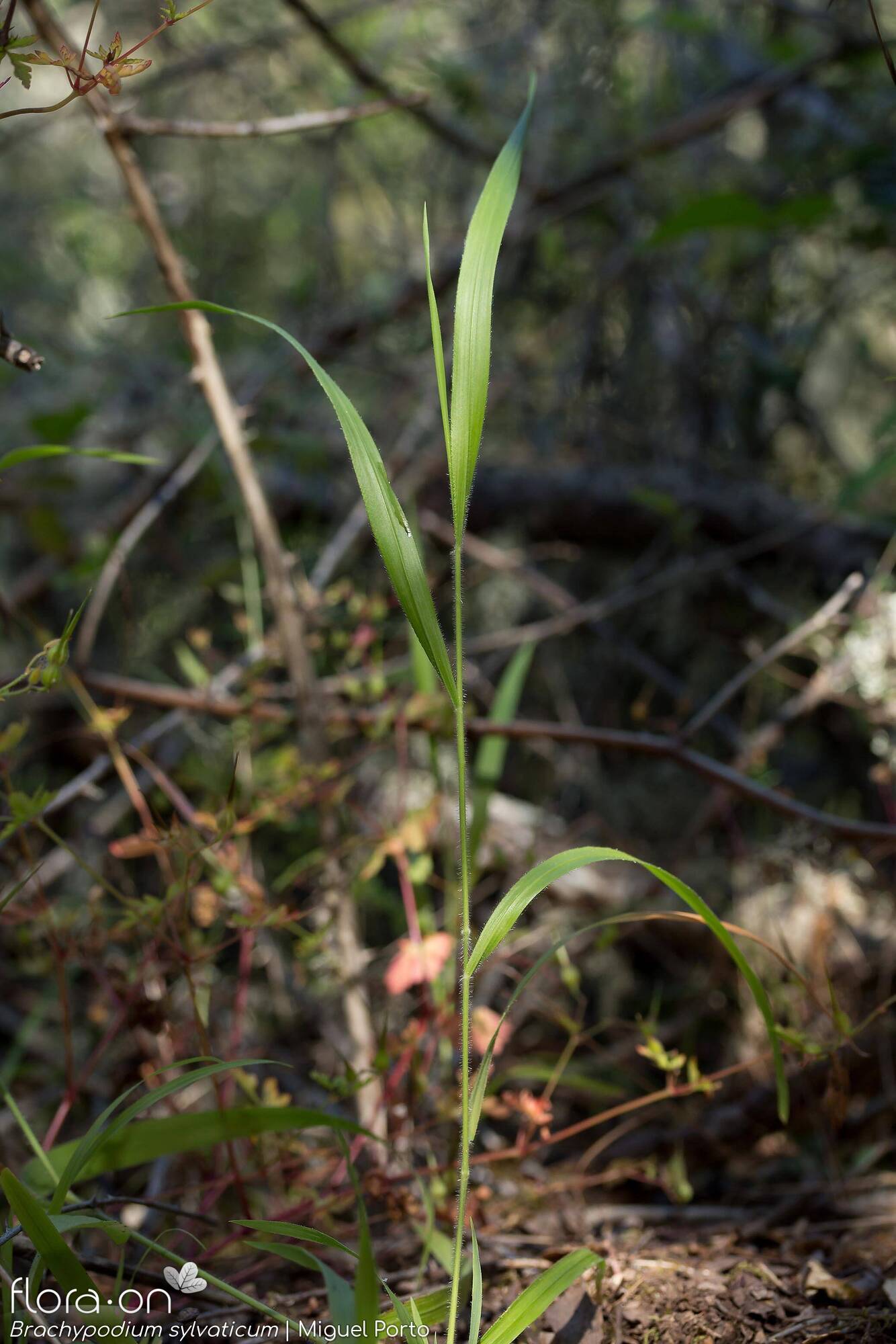 Brachypodium sylvaticum - Folha (geral) | Miguel Porto; CC BY-NC 4.0