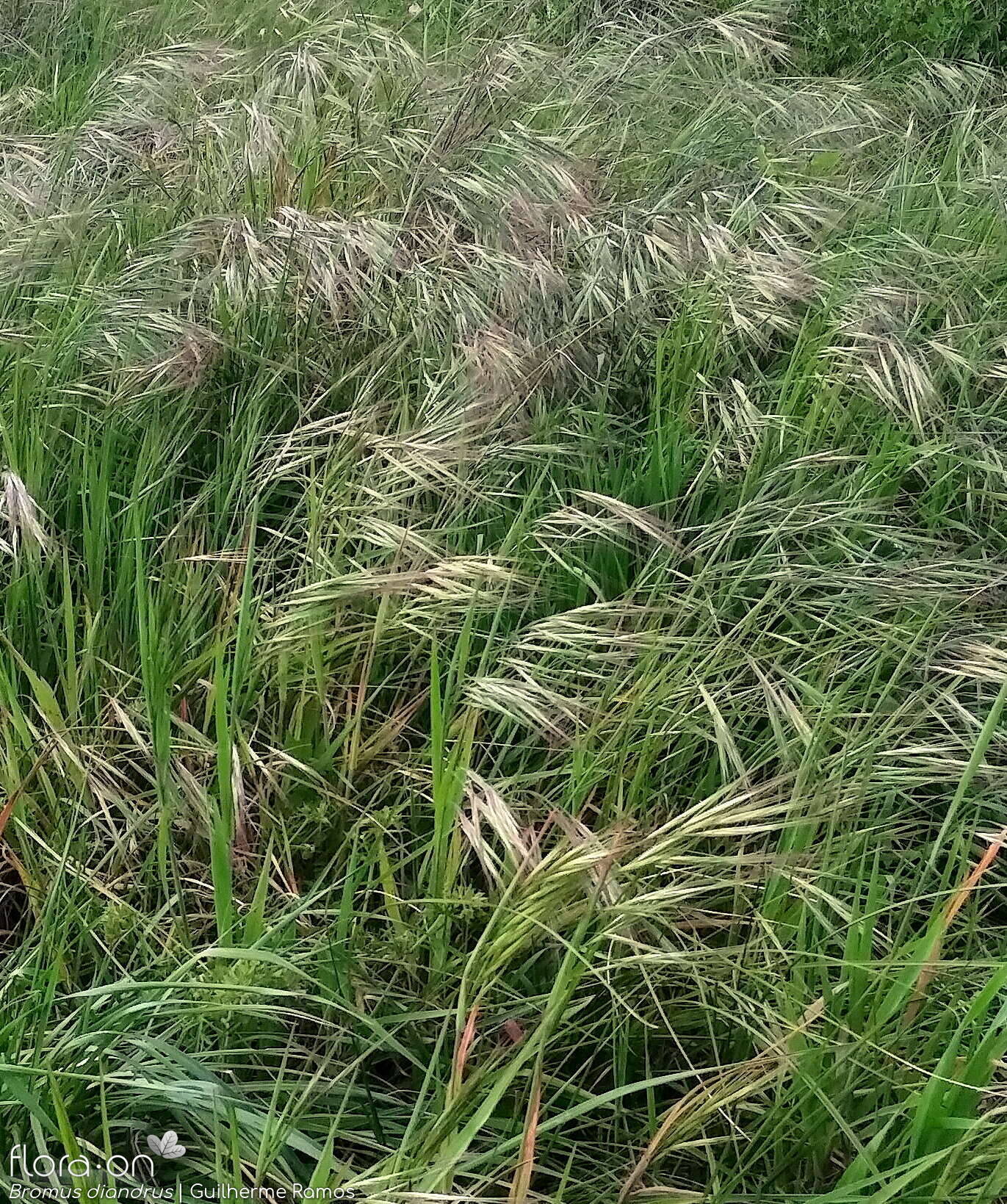 Bromus diandrus - Hábito | Guilherme Ramos; CC BY-NC 4.0