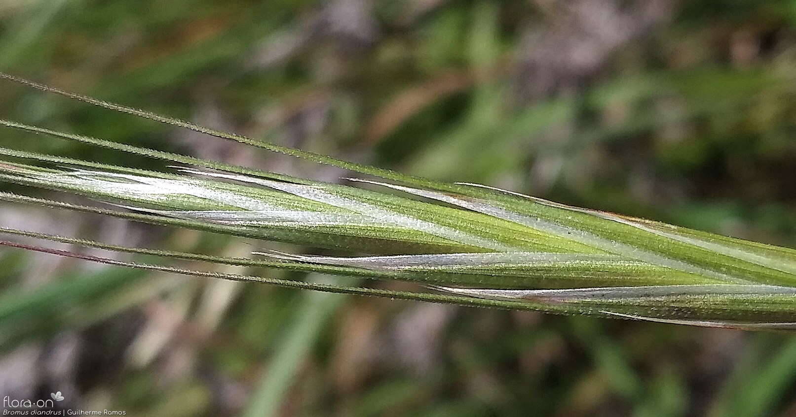 Bromus diandrus - Espigueta | Guilherme Ramos; CC BY-NC 4.0