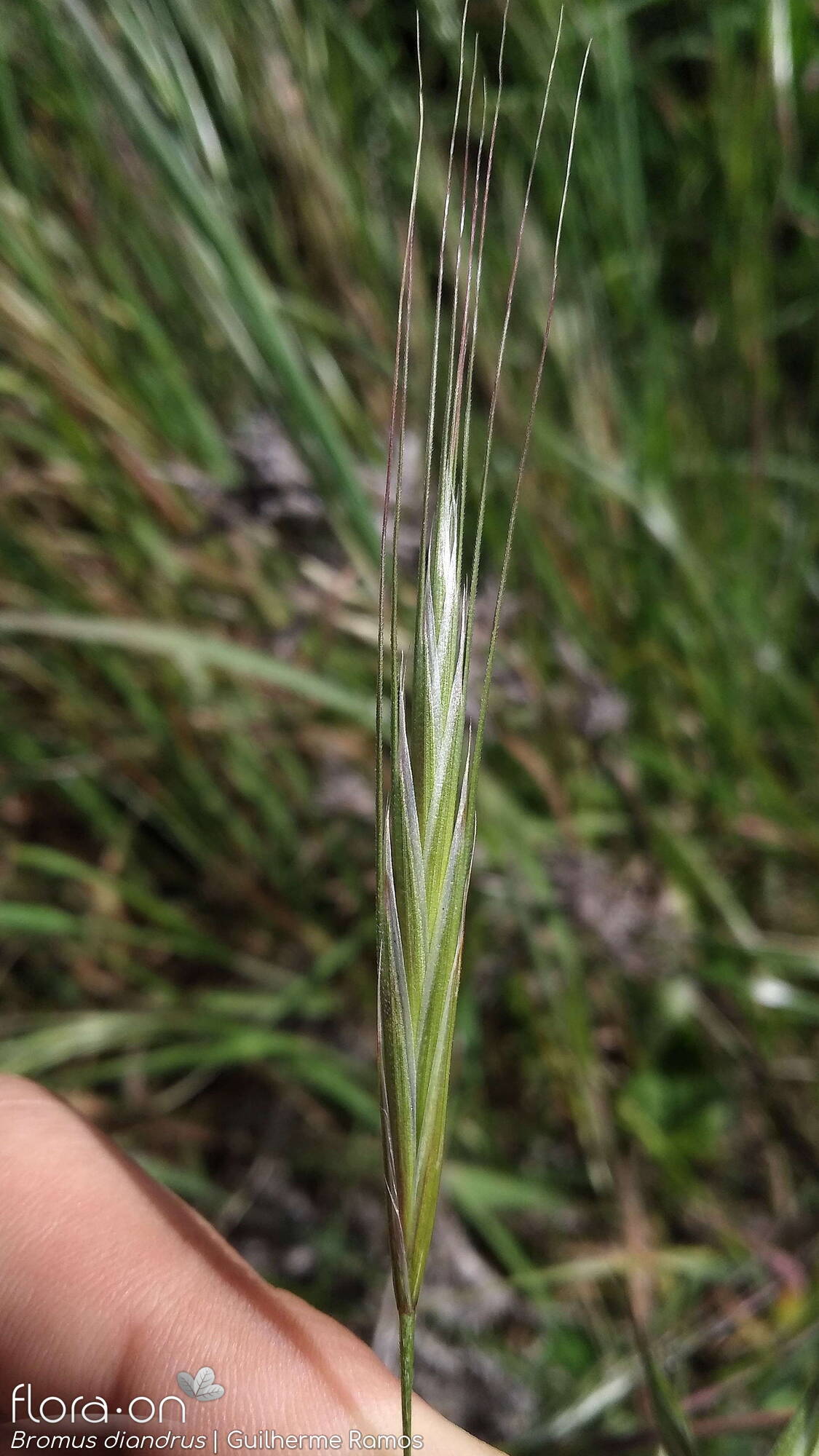 Bromus diandrus - Flor (close-up) | Guilherme Ramos; CC BY-NC 4.0