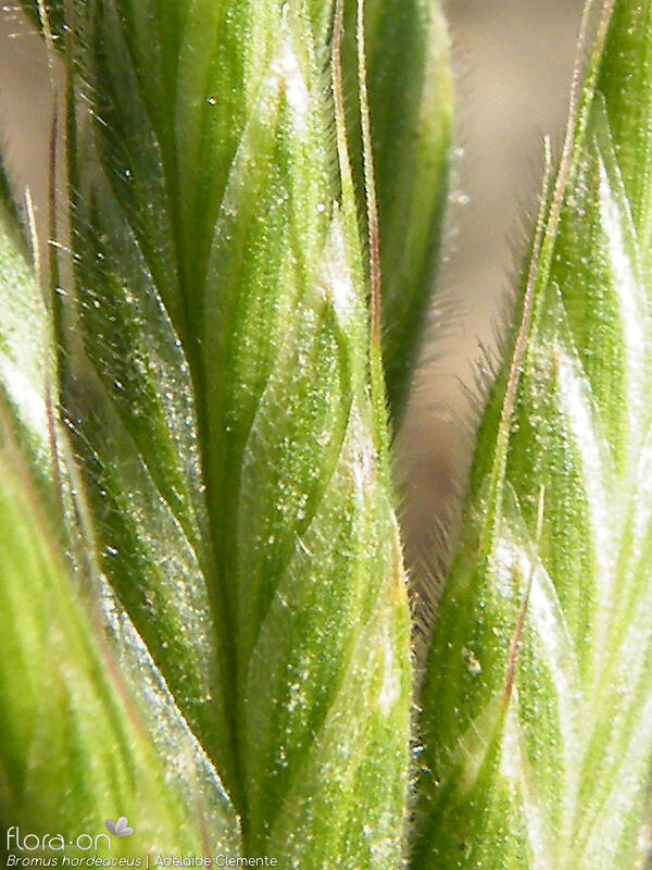 Bromus hordeaceus - Flor (close-up) | Adelaide Clemente; CC BY-NC 4.0