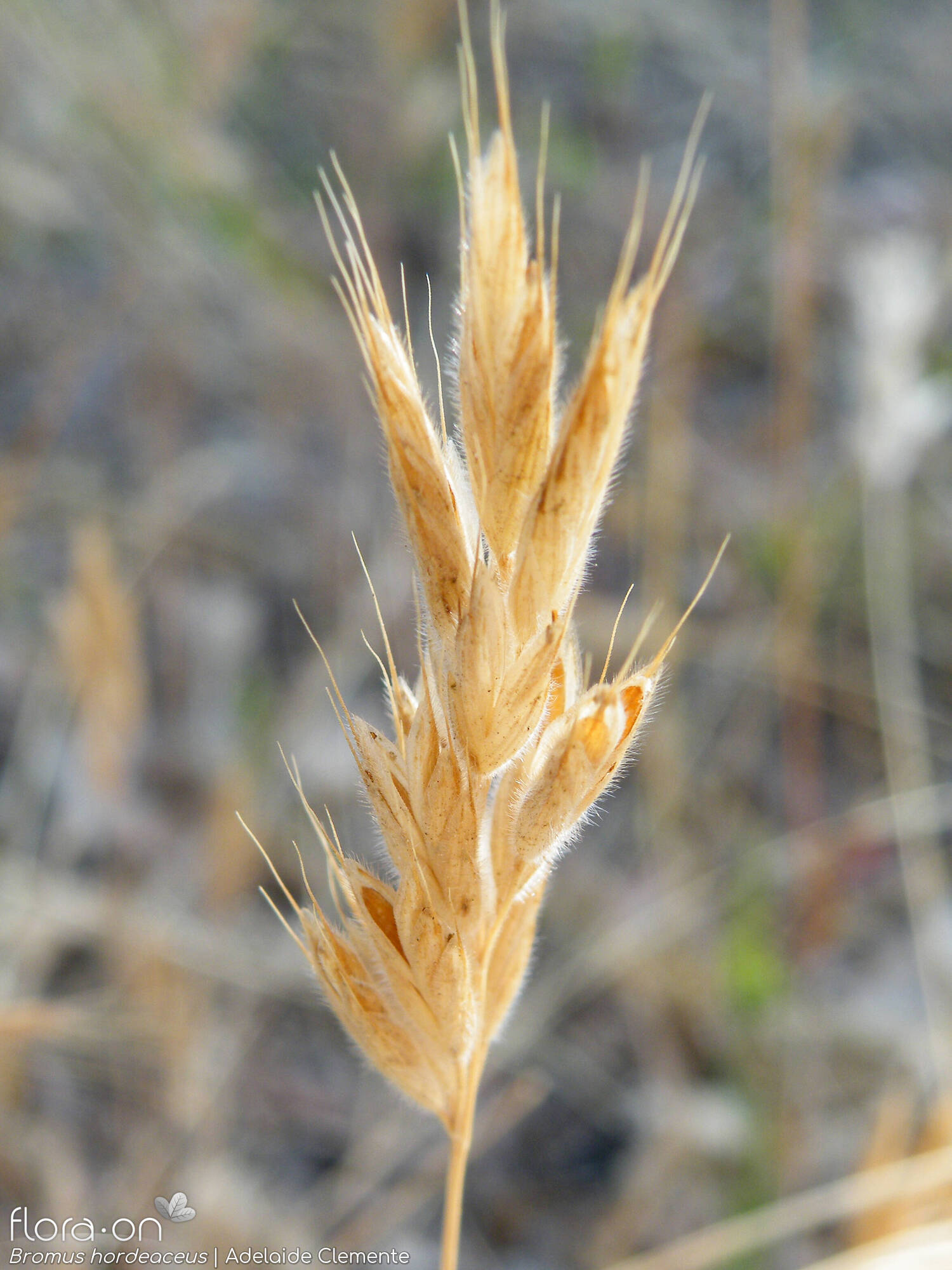 Bromus hordeaceus - Fruto | Adelaide Clemente; CC BY-NC 4.0