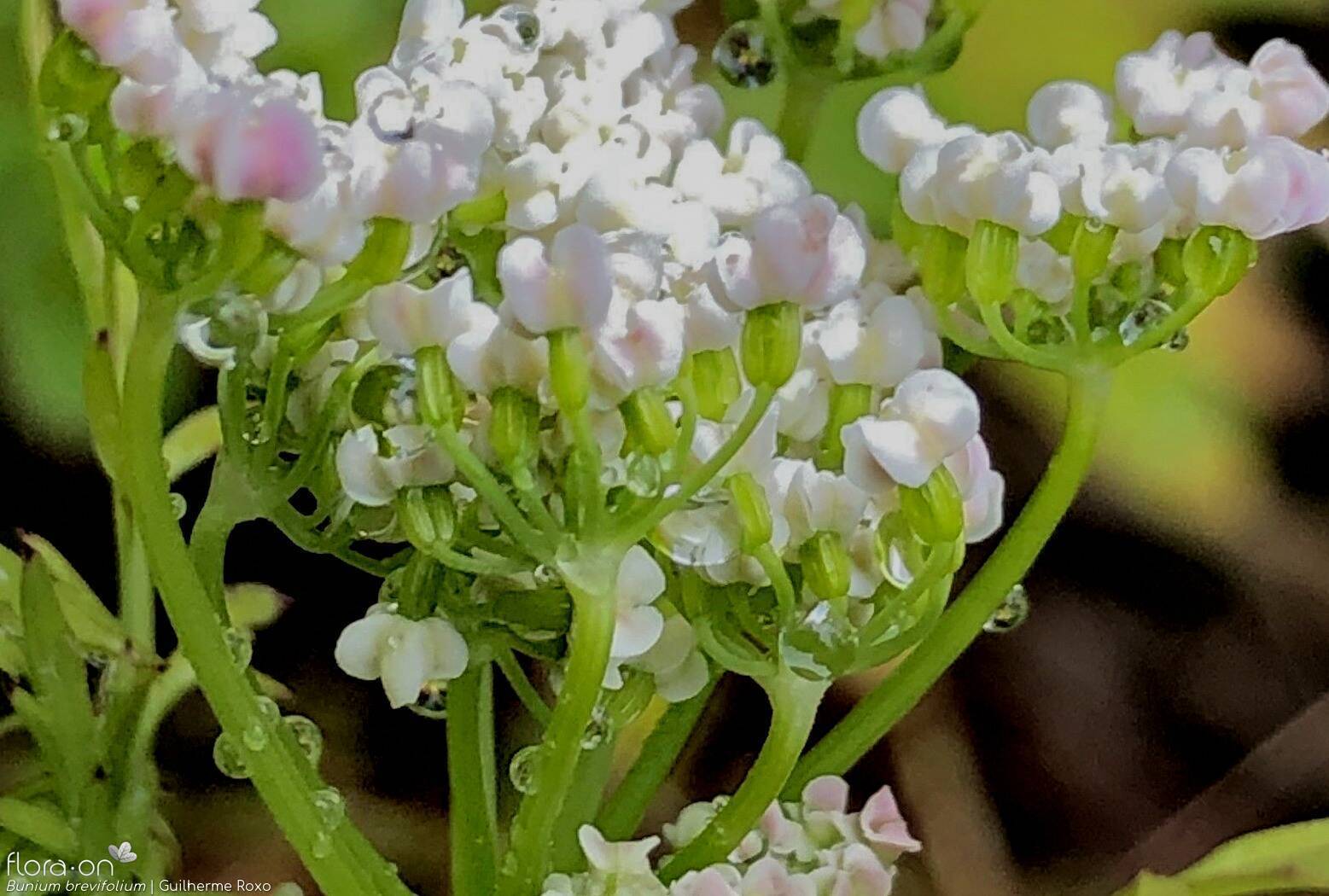 Bunium brevifolium - Flor (close-up) | Guilherme Roxo; CC BY-NC 4.0