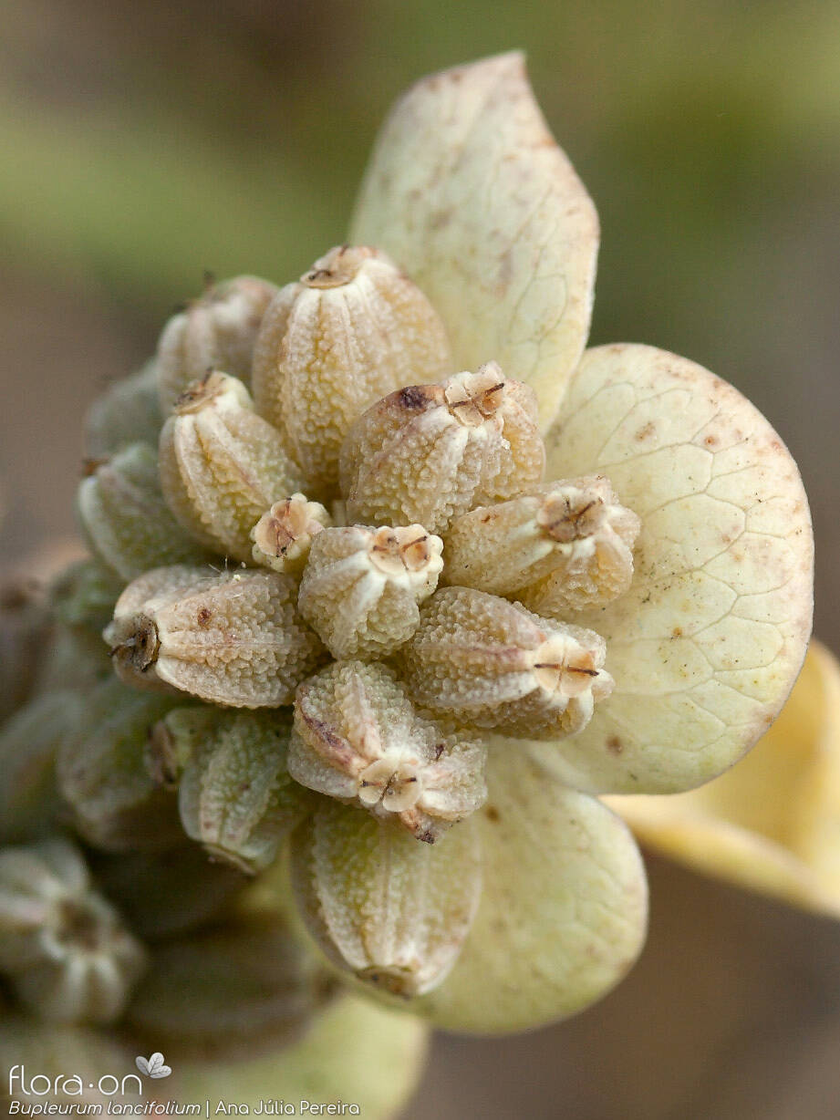 Bupleurum lancifolium - Fruto | Ana Júlia Pereira; CC BY-NC 4.0