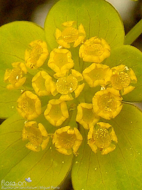 Bupleurum lancifolium - Flor (close-up) | Miguel Porto; CC BY-NC 4.0