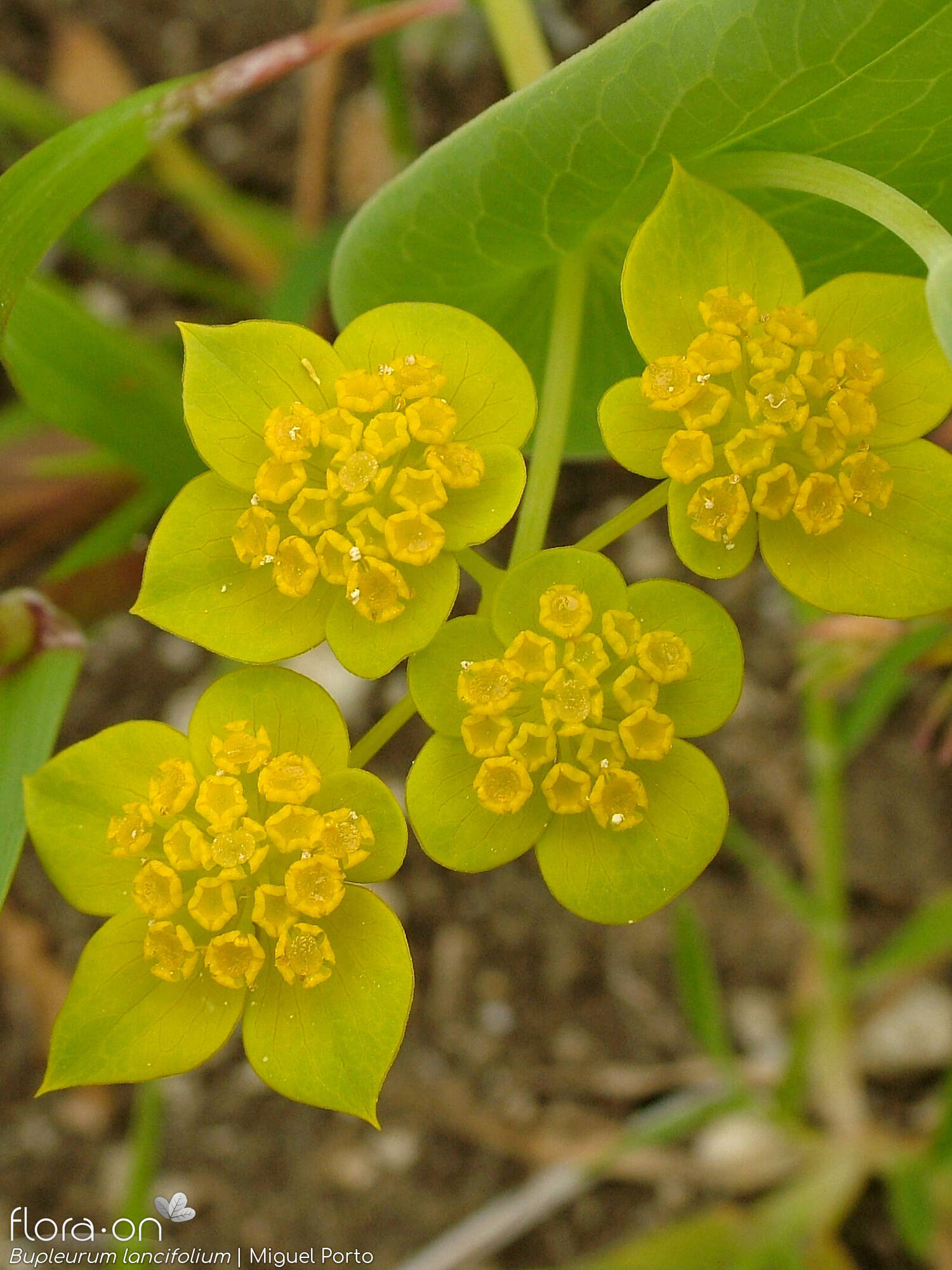 Bupleurum lancifolium - Flor (geral) | Miguel Porto; CC BY-NC 4.0