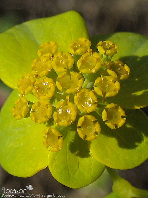 Bupleurum lancifolium - Flor (close-up) | Sergio Chozas; CC BY-NC 4.0
