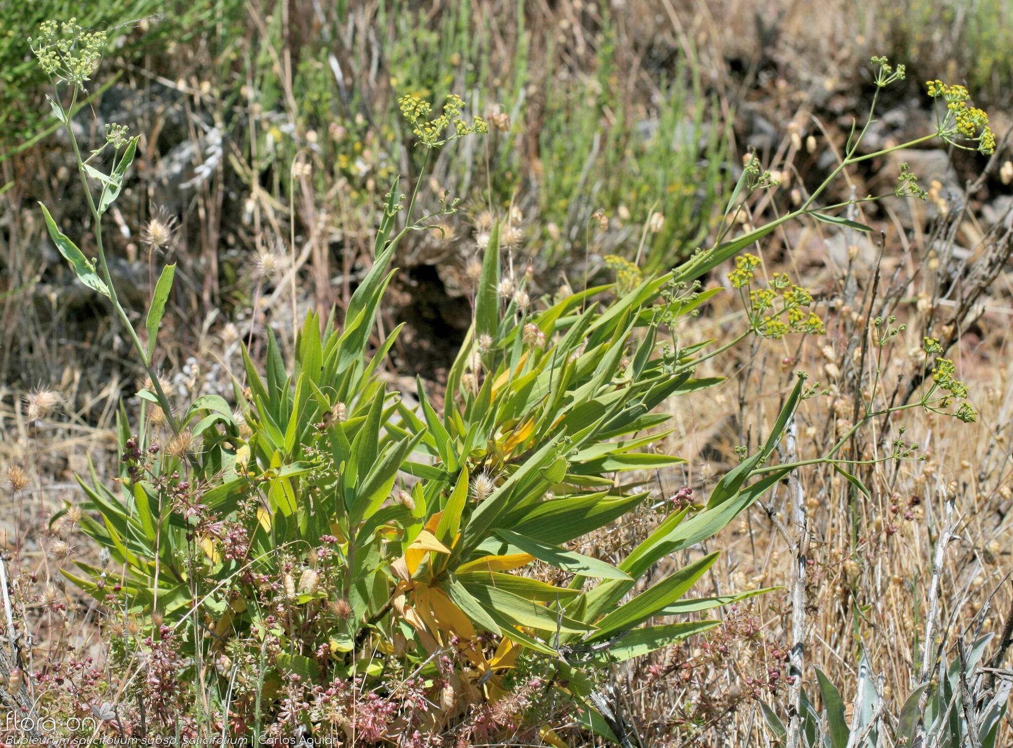 Bupleurum salicifolium salicifolium - Folha (geral) | Carlos Aguiar; CC BY-NC 4.0