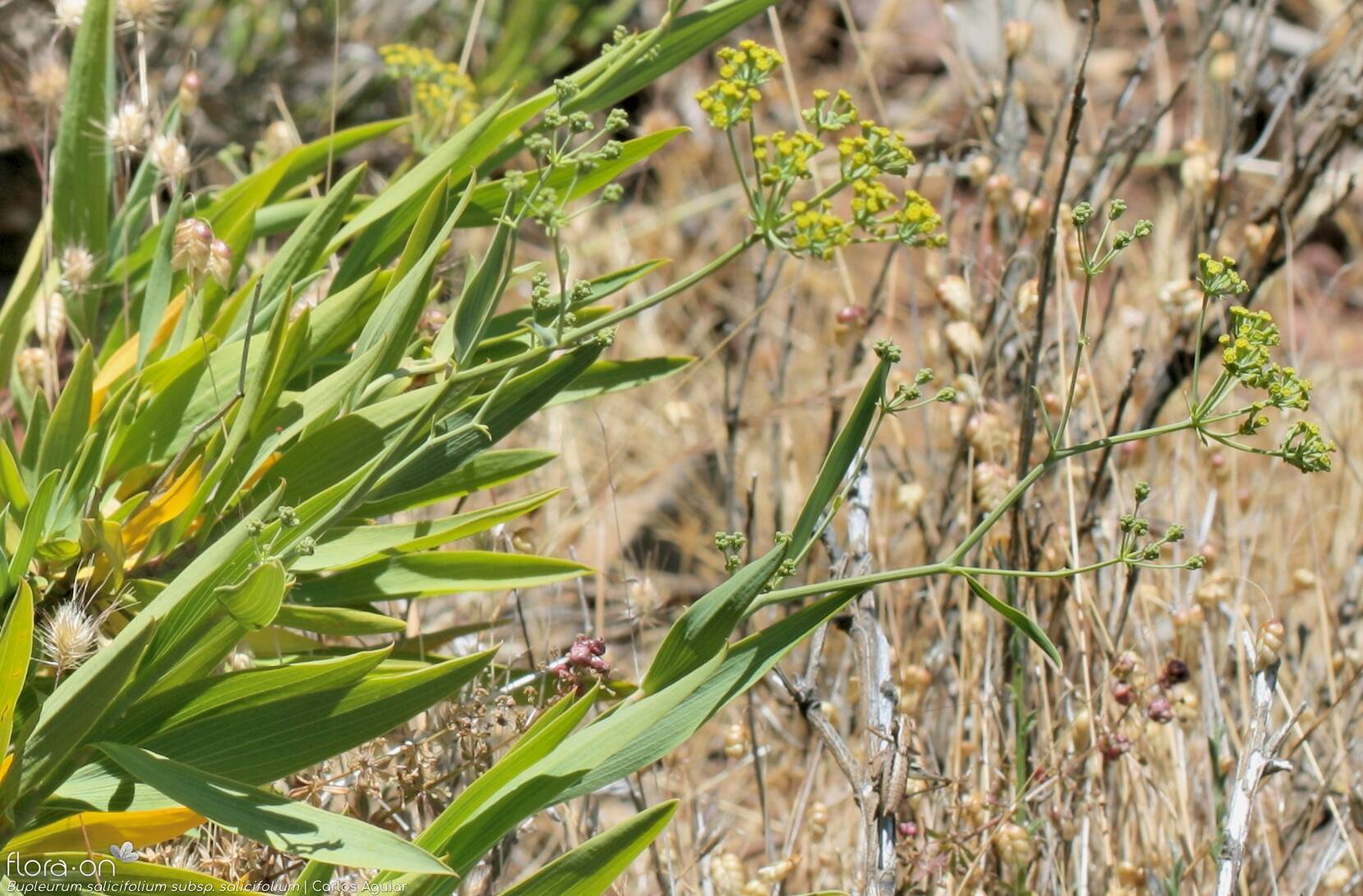 Bupleurum salicifolium salicifolium - Flor (geral) | Carlos Aguiar; CC BY-NC 4.0