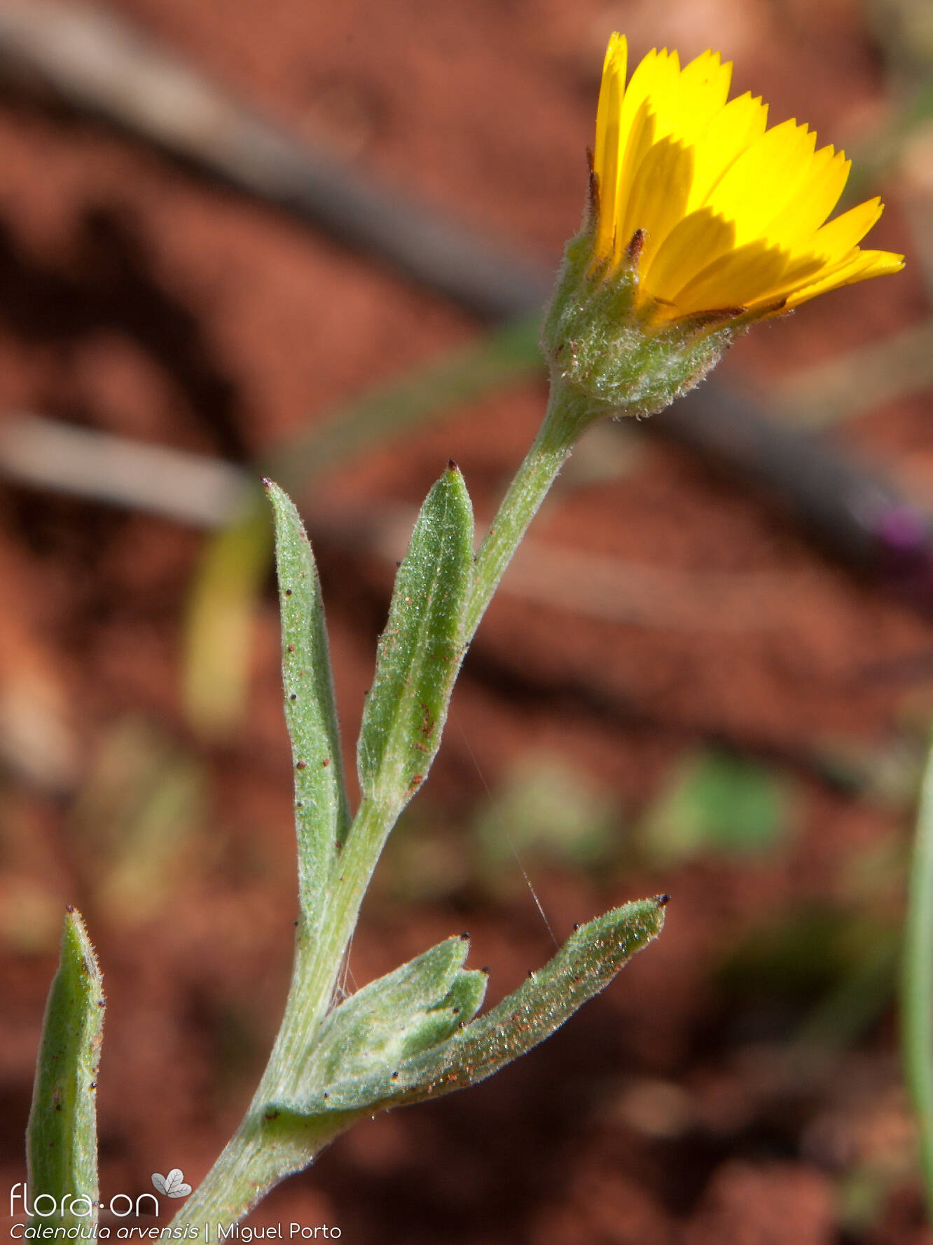 Calendula arvensis - Flor (geral) | Miguel Porto; CC BY-NC 4.0