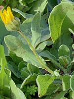 Calendula maderensis