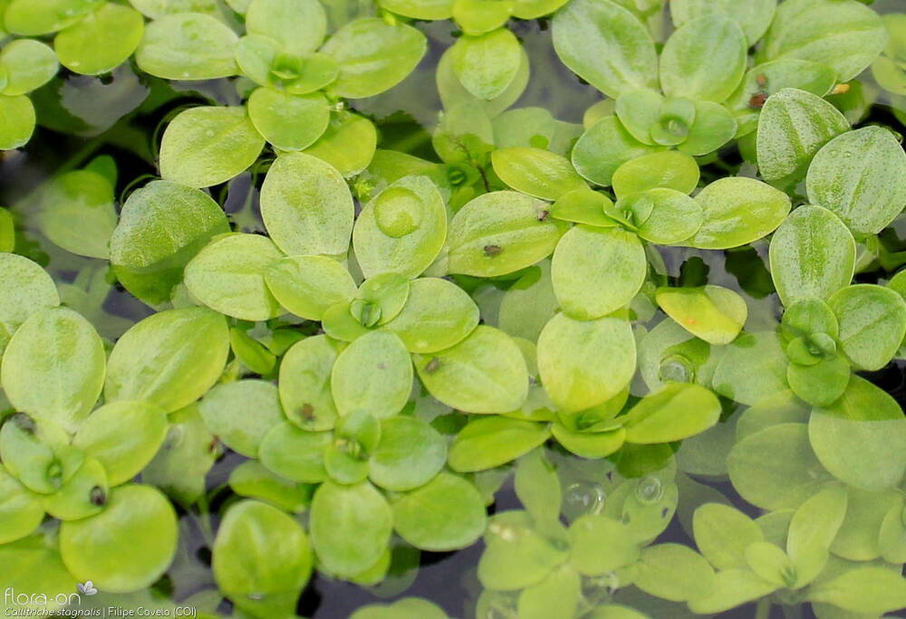 Callitriche stagnalis