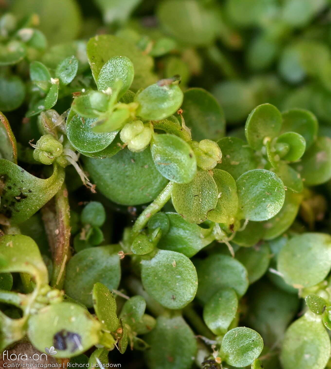 Callitriche stagnalis - Fruto | Richard Lansdown; CC BY-NC 4.0