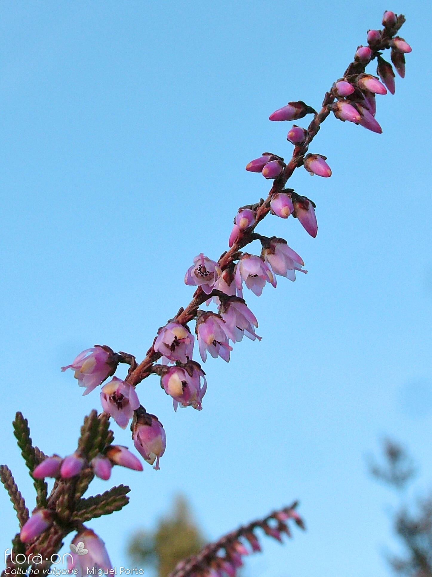 Calluna vulgaris - Flor (geral) | Miguel Porto; CC BY-NC 4.0