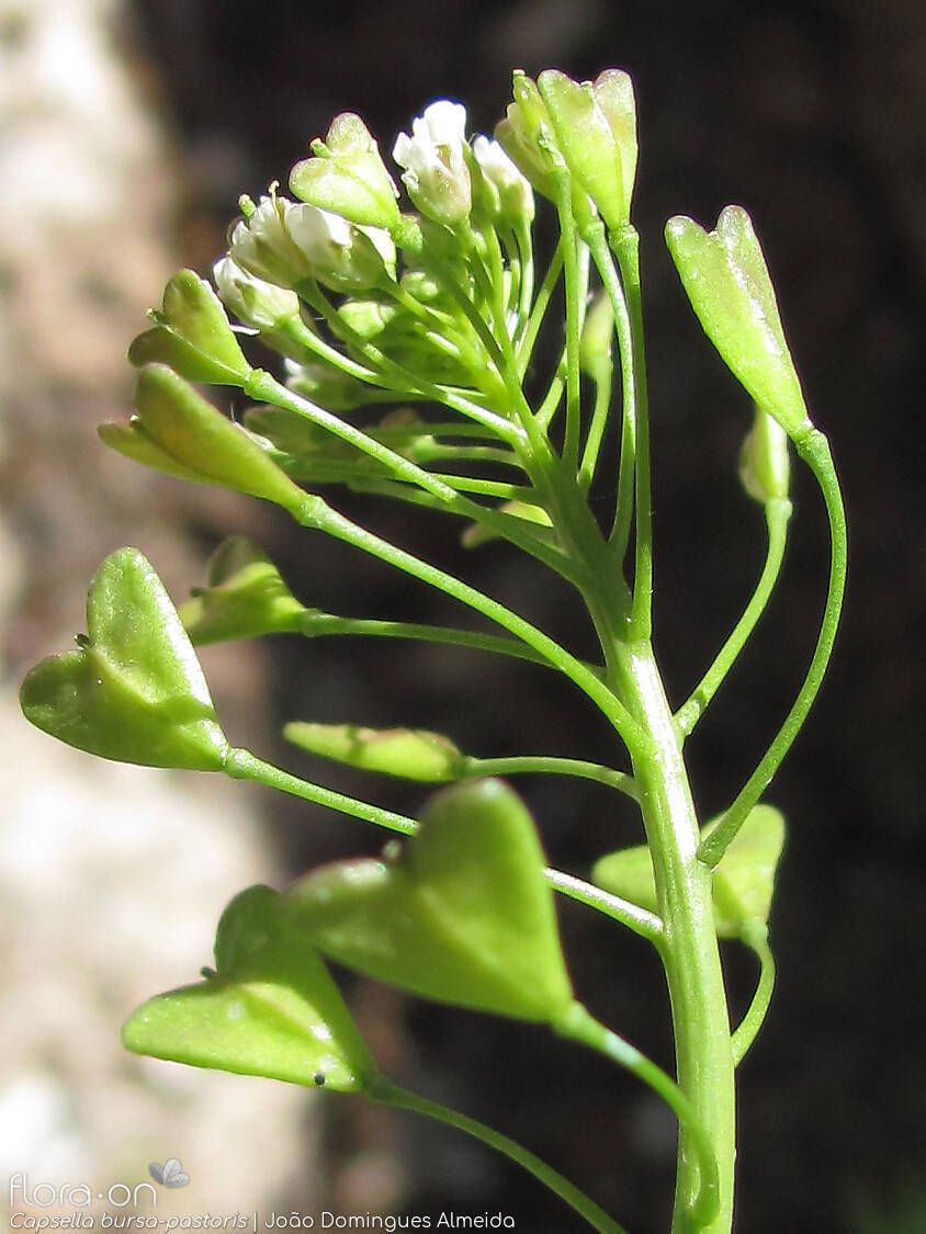 Capsella bursa-pastoris - Flor (close-up) | João Domingues Almeida; CC BY-NC 4.0