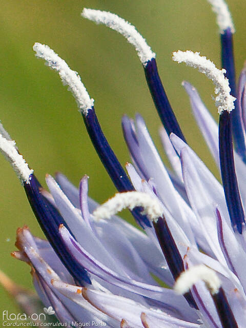 Carduncellus caeruleus - Flor (close-up) | Miguel Porto; CC BY-NC 4.0