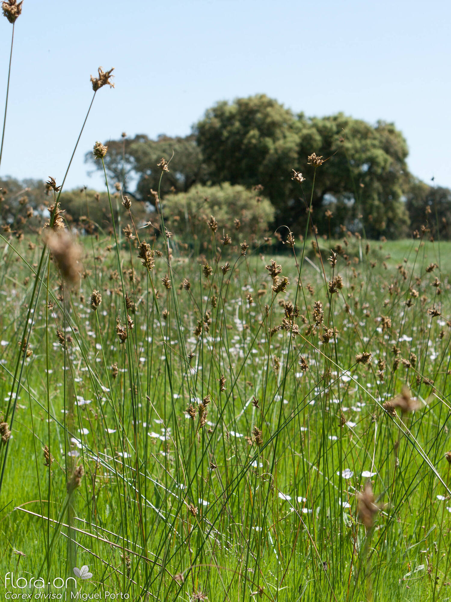 Carex divisa - Habitat | Miguel Porto; CC BY-NC 4.0