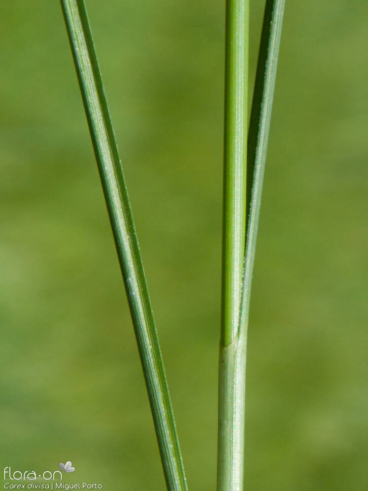 Carex divisa - Caule | Miguel Porto; CC BY-NC 4.0