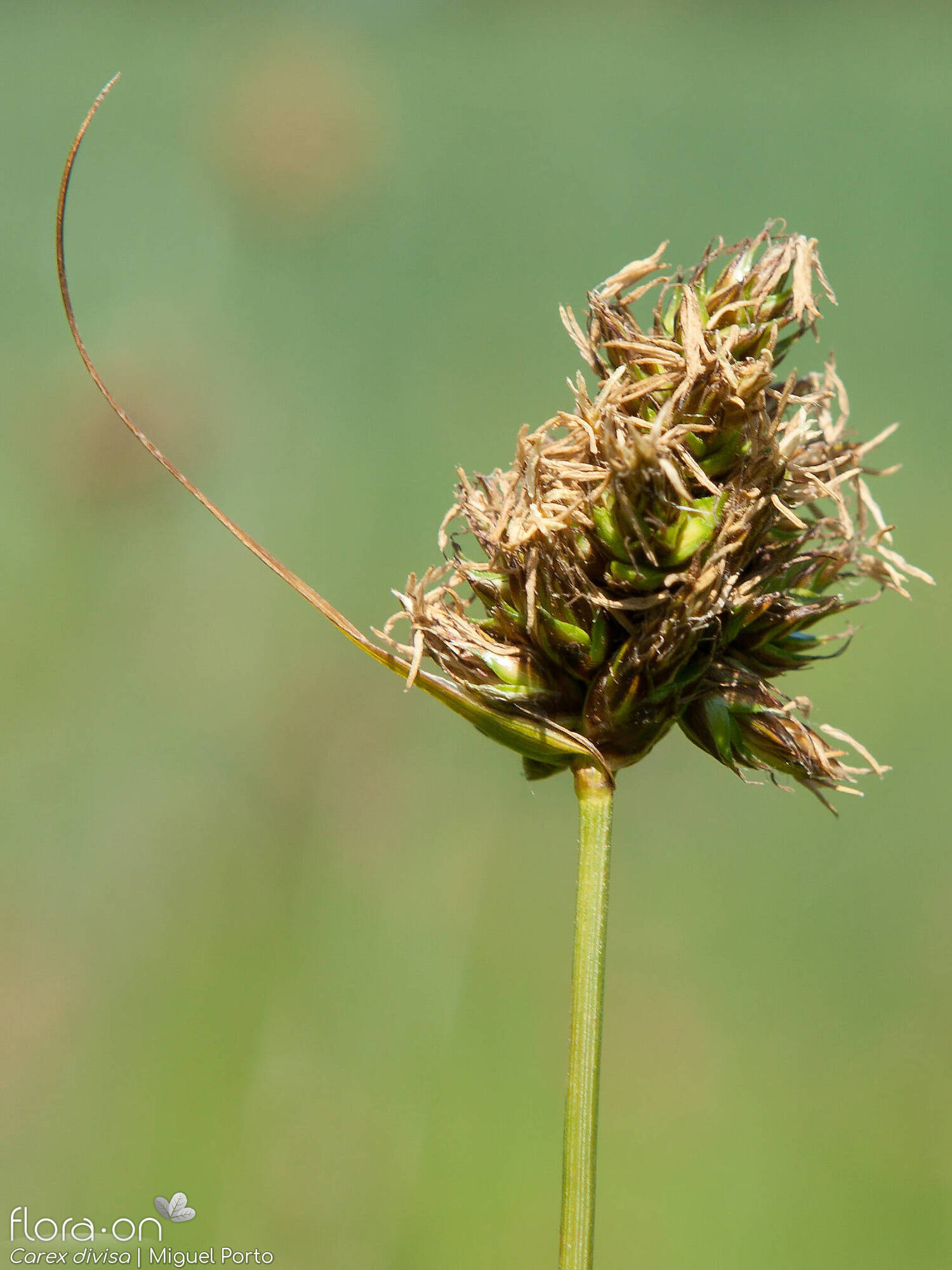 Carex divisa - Flor (geral) | Miguel Porto; CC BY-NC 4.0