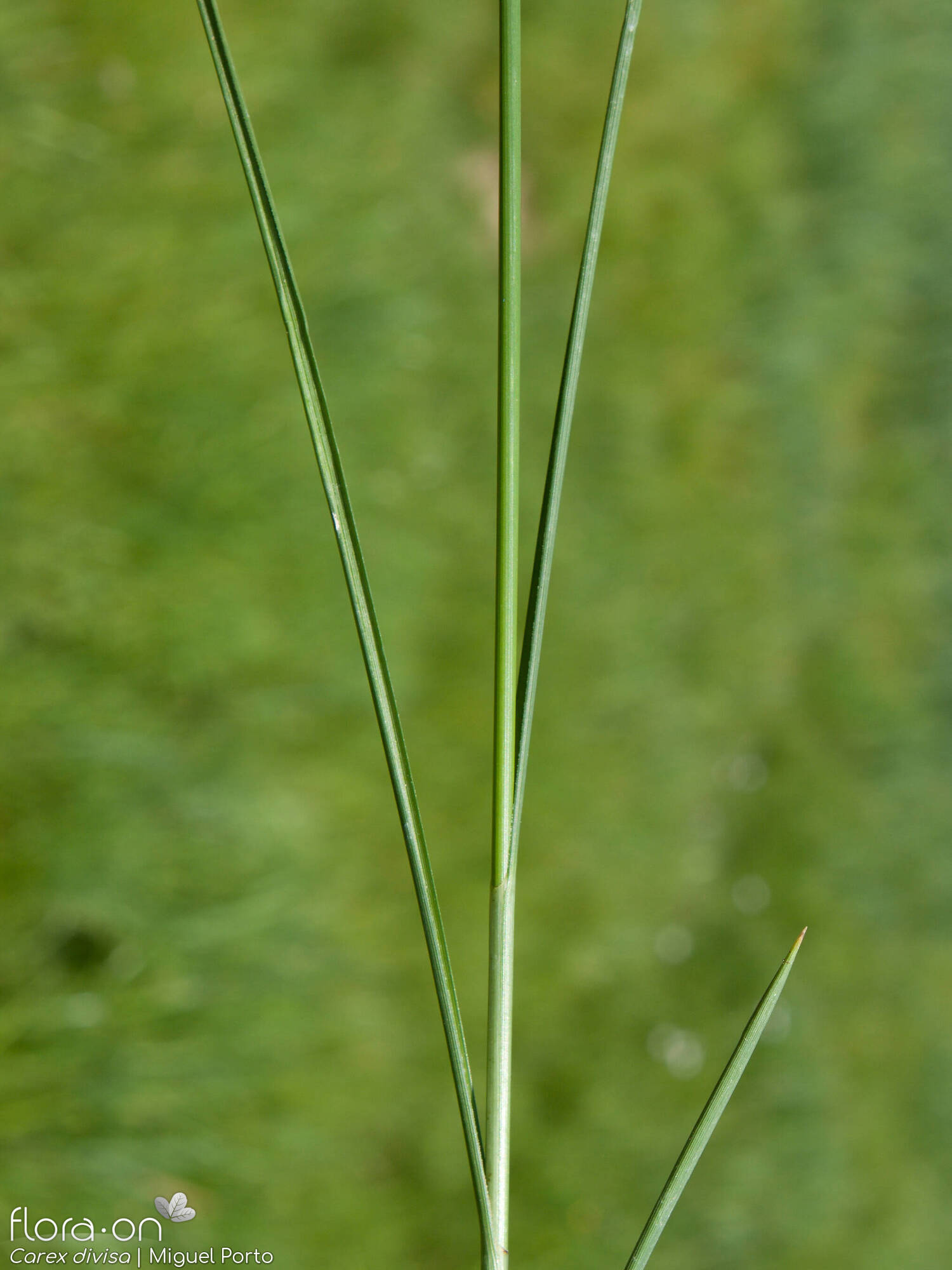 Carex divisa - Folha | Miguel Porto; CC BY-NC 4.0
