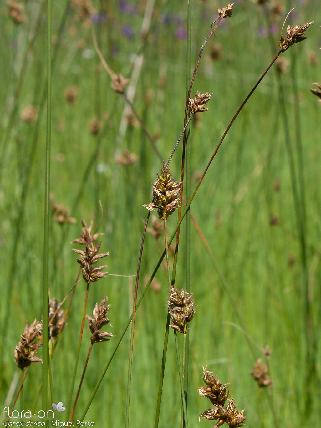 Carex divisa - Hábito | Miguel Porto; CC BY-NC 4.0