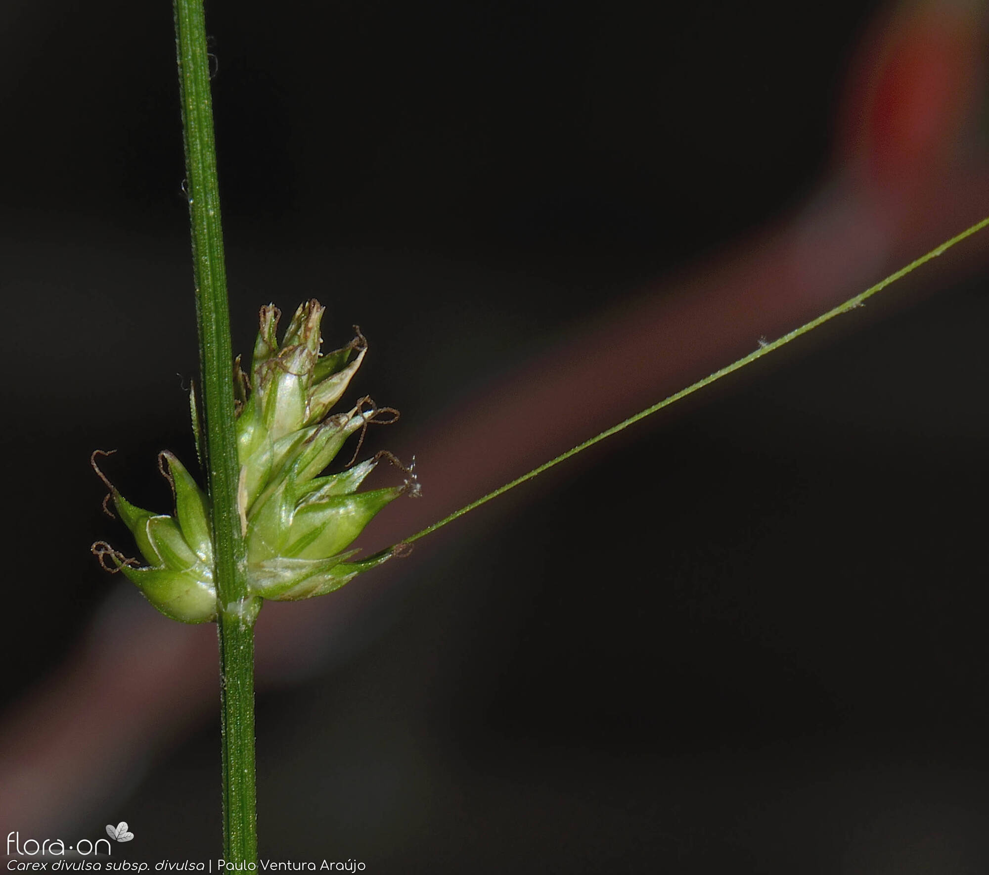 Carex divulsa divulsa - Flor (close-up) | Paulo Ventura Araújo; CC BY-NC 4.0