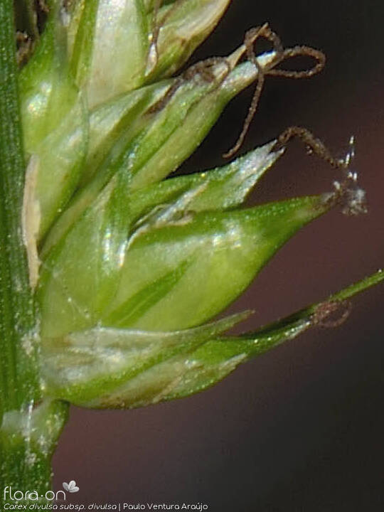 Carex divulsa divulsa - Fruto | Paulo Ventura Araújo; CC BY-NC 4.0