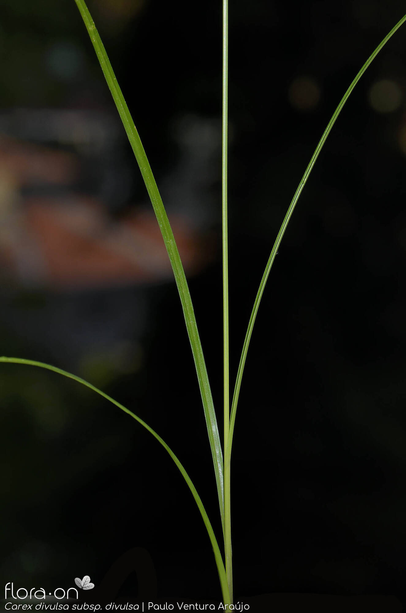 Carex divulsa divulsa - Folha | Paulo Ventura Araújo; CC BY-NC 4.0