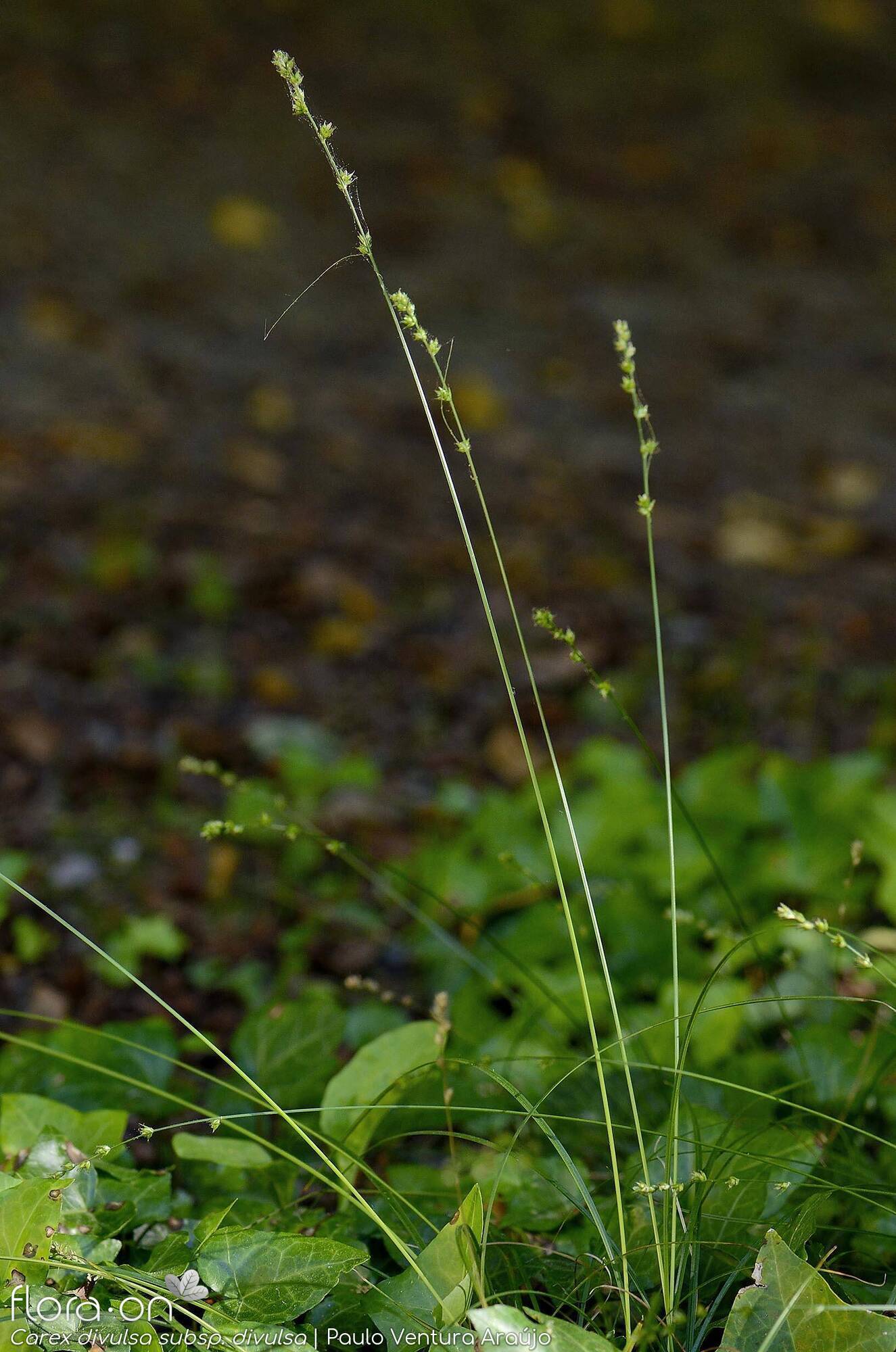 Carex divulsa divulsa - Hábito | Paulo Ventura Araújo; CC BY-NC 4.0