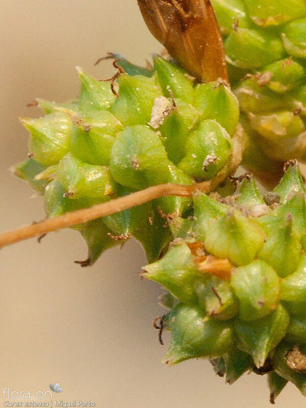Carex extensa - Fruto | Miguel Porto; CC BY-NC 4.0