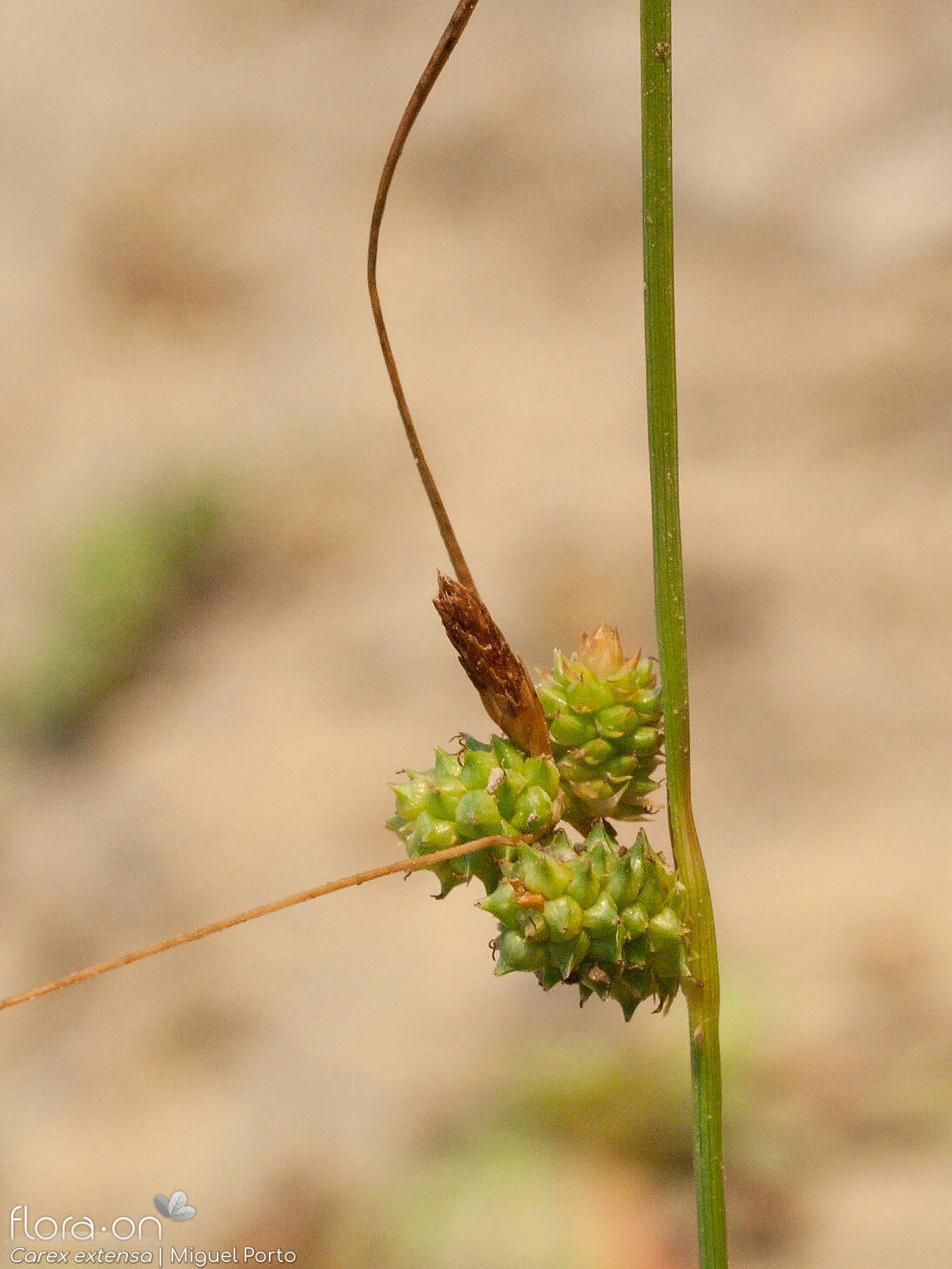 Carex extensa - Flor (geral) | Miguel Porto; CC BY-NC 4.0