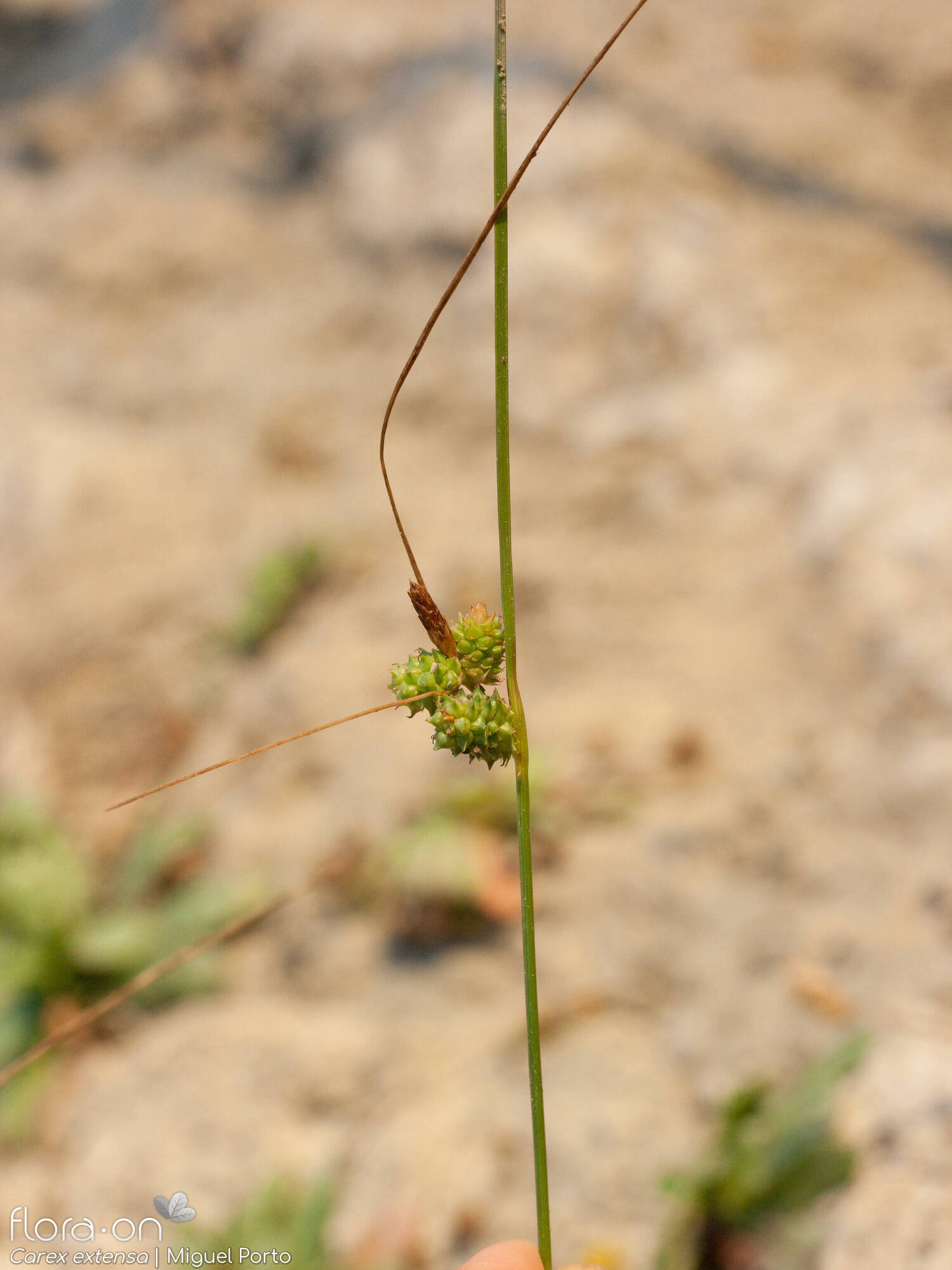 Carex extensa - Flor (geral) | Miguel Porto; CC BY-NC 4.0