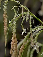 Carex lowei