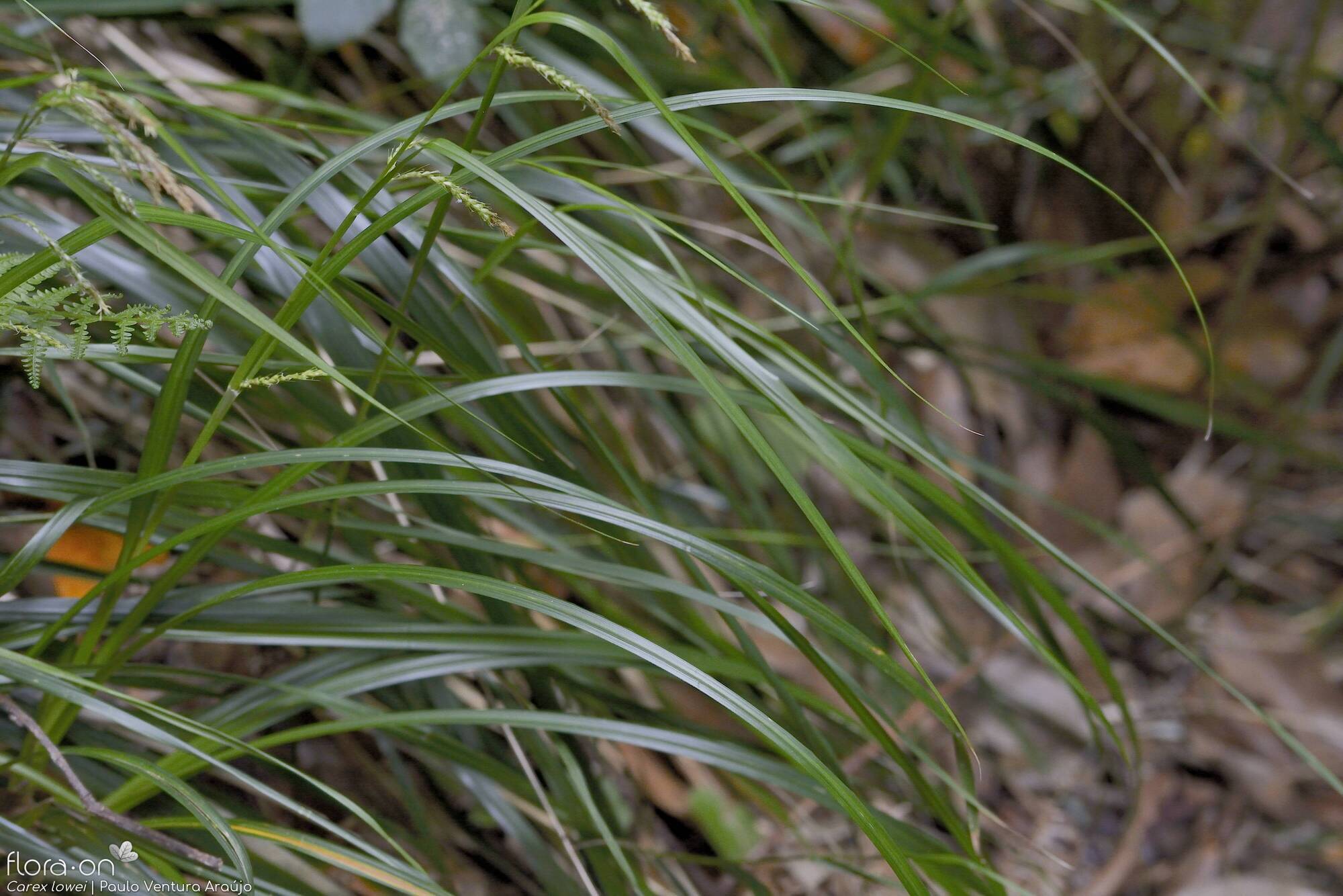 Carex lowei - Folha | Paulo Ventura Araújo; CC BY-NC 4.0