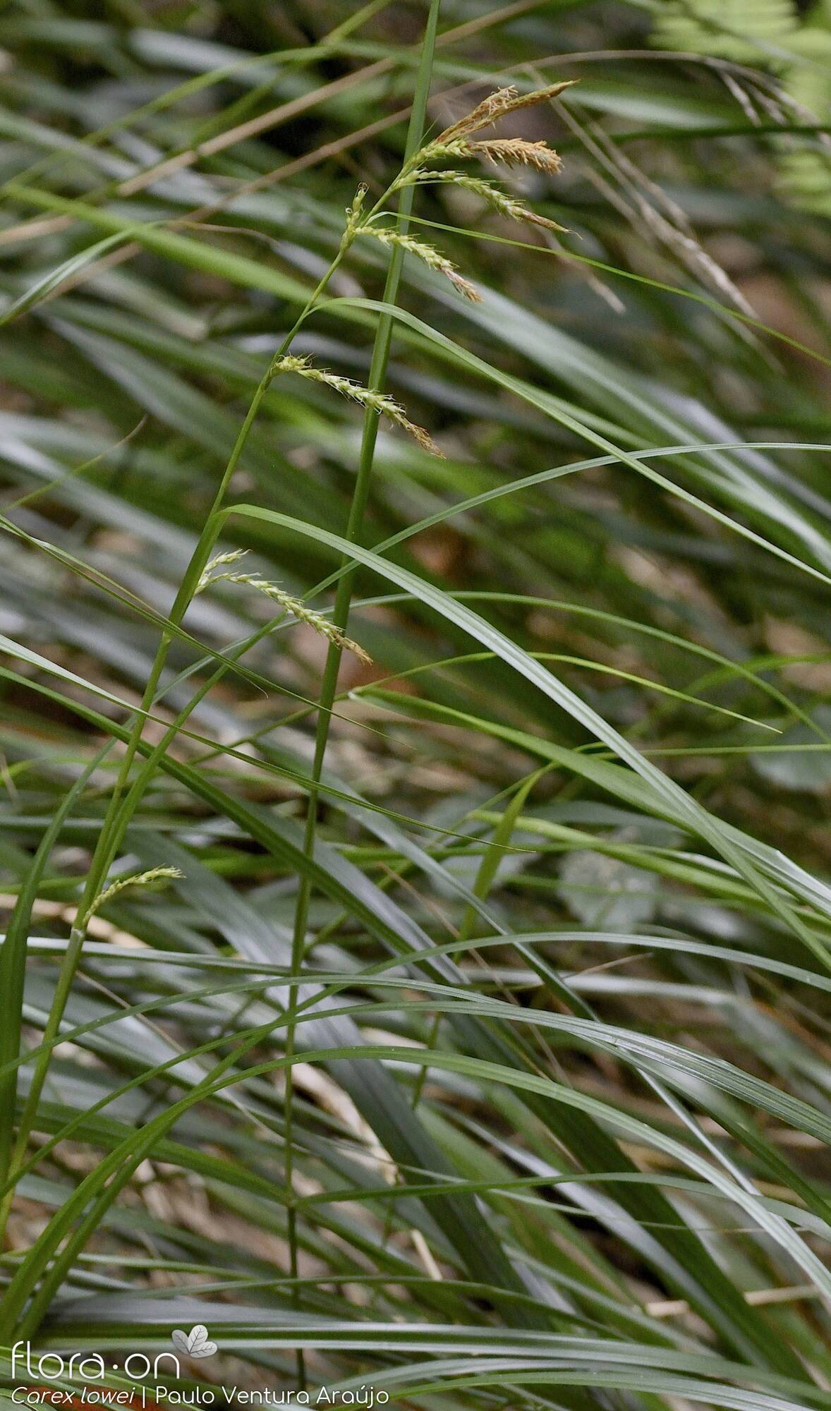 Carex lowei - Folha (geral) | Paulo Ventura Araújo; CC BY-NC 4.0