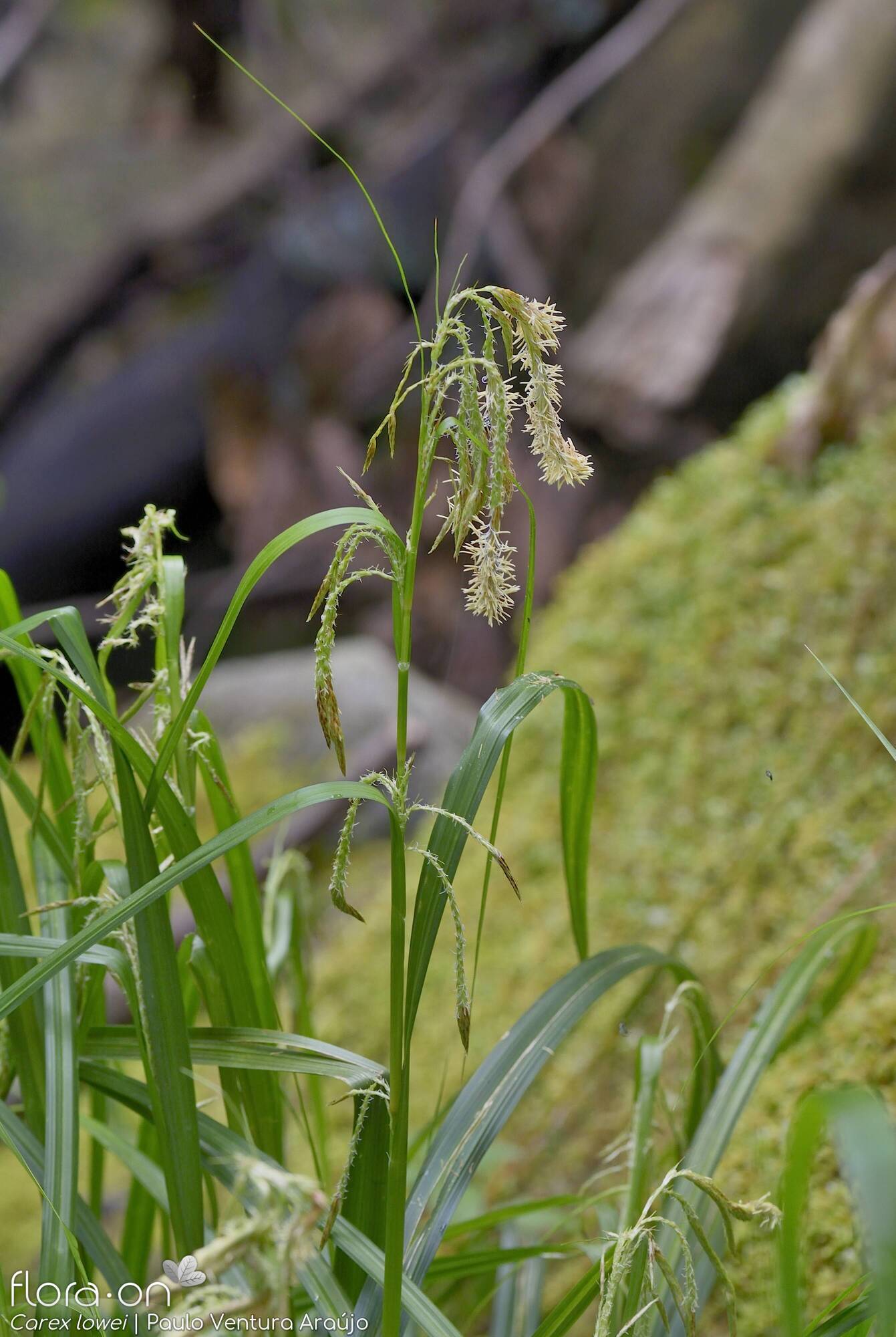 Carex lowei - Flor (geral) | Paulo Ventura Araújo; CC BY-NC 4.0