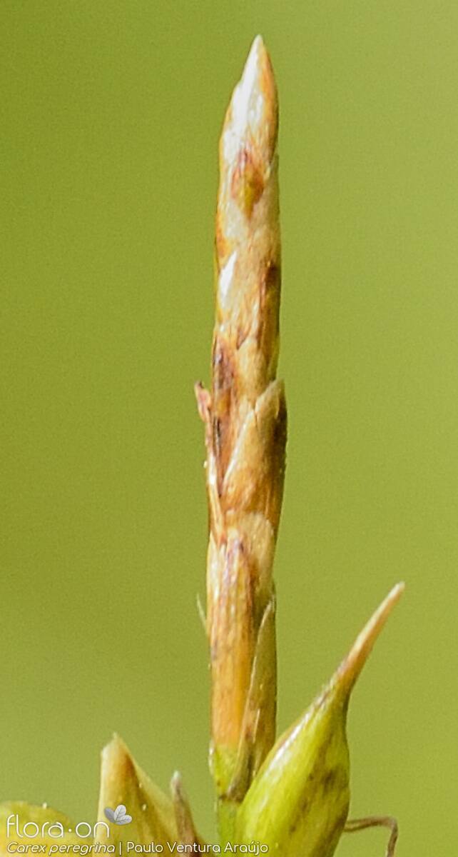 Carex peregrina - Flor (close-up) | Paulo Ventura Araújo; CC BY-NC 4.0