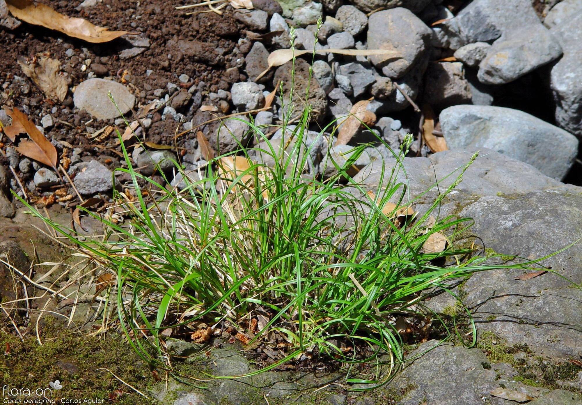 Carex peregrina - Hábito | Carlos Aguiar; CC BY-NC 4.0