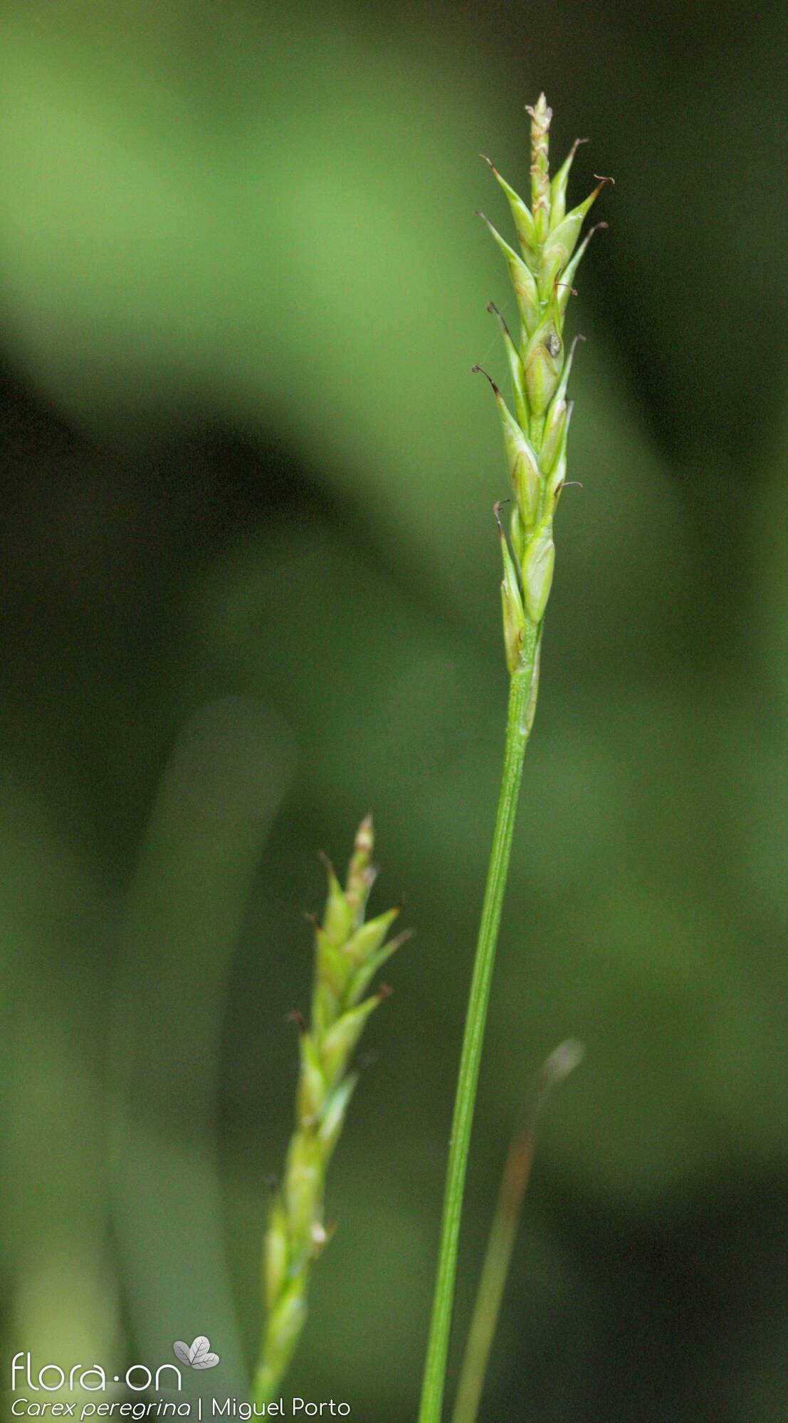 Carex peregrina - Flor (geral) | Miguel Porto; CC BY-NC 4.0