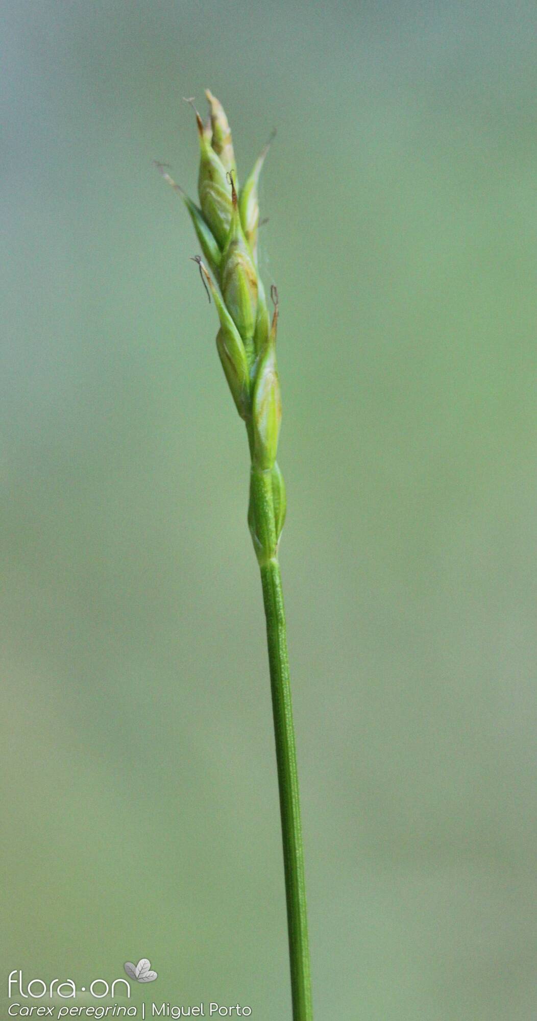 Carex peregrina - Flor (geral) | Miguel Porto; CC BY-NC 4.0