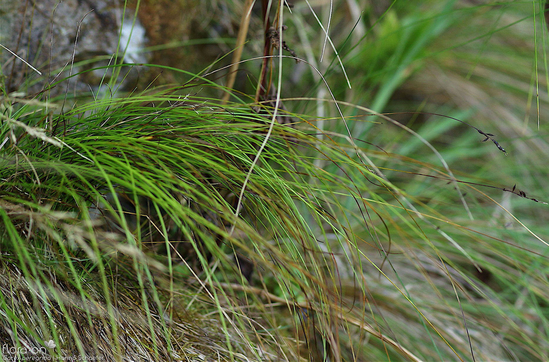 Carex peregrina - Hábito | Hanno Schaefer; CC BY-NC 4.0