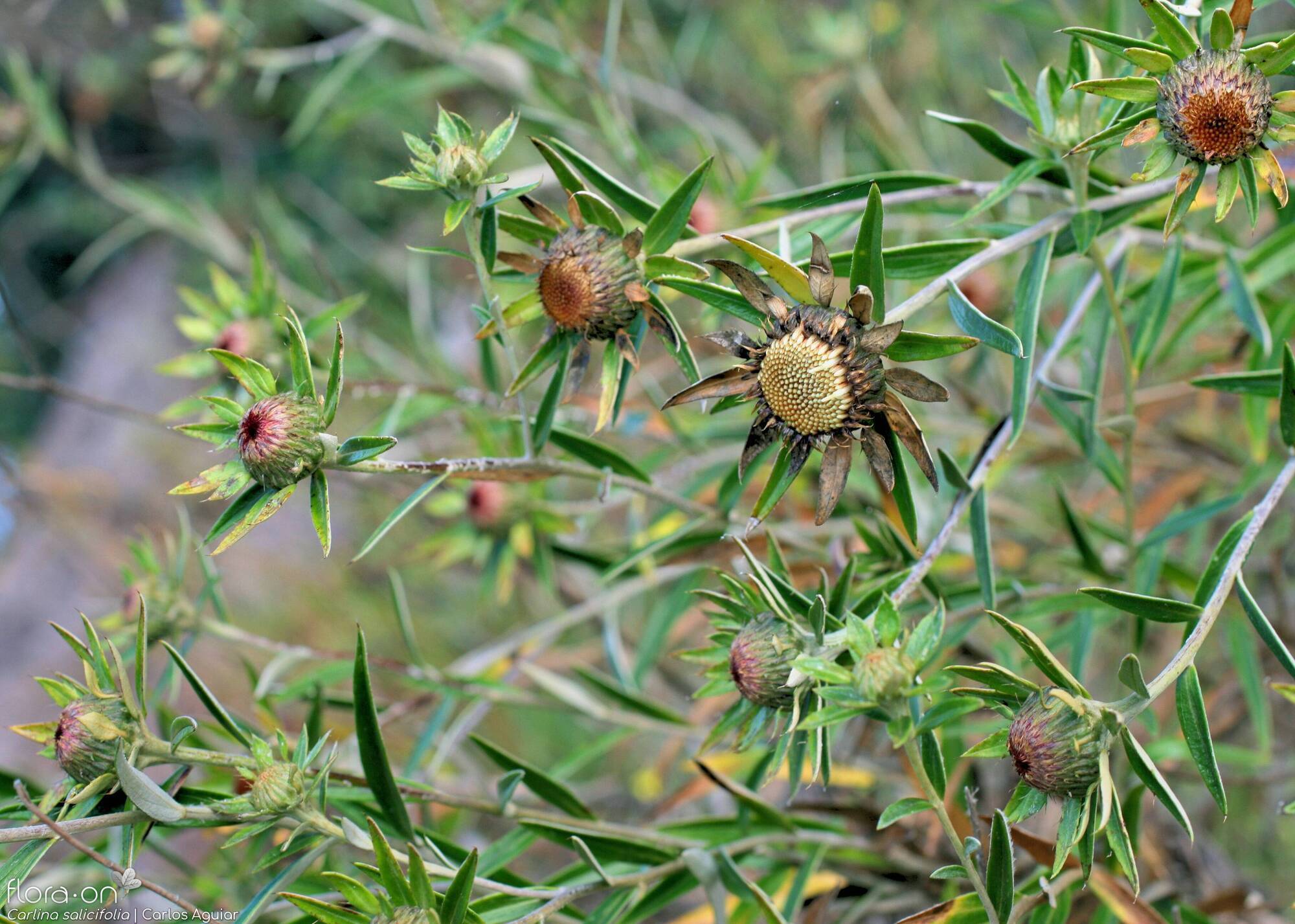 Carlina salicifolia -  | Carlos Aguiar; CC BY-NC 4.0