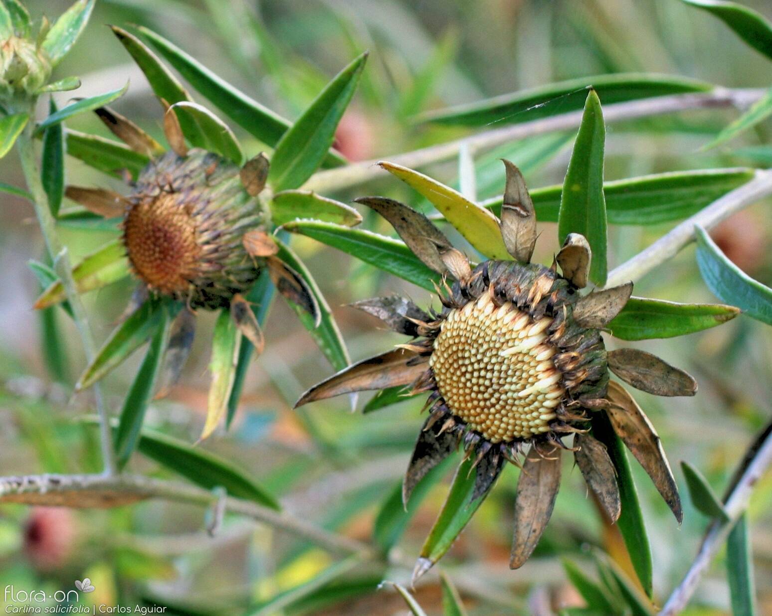 Carlina salicifolia -  | Carlos Aguiar; CC BY-NC 4.0