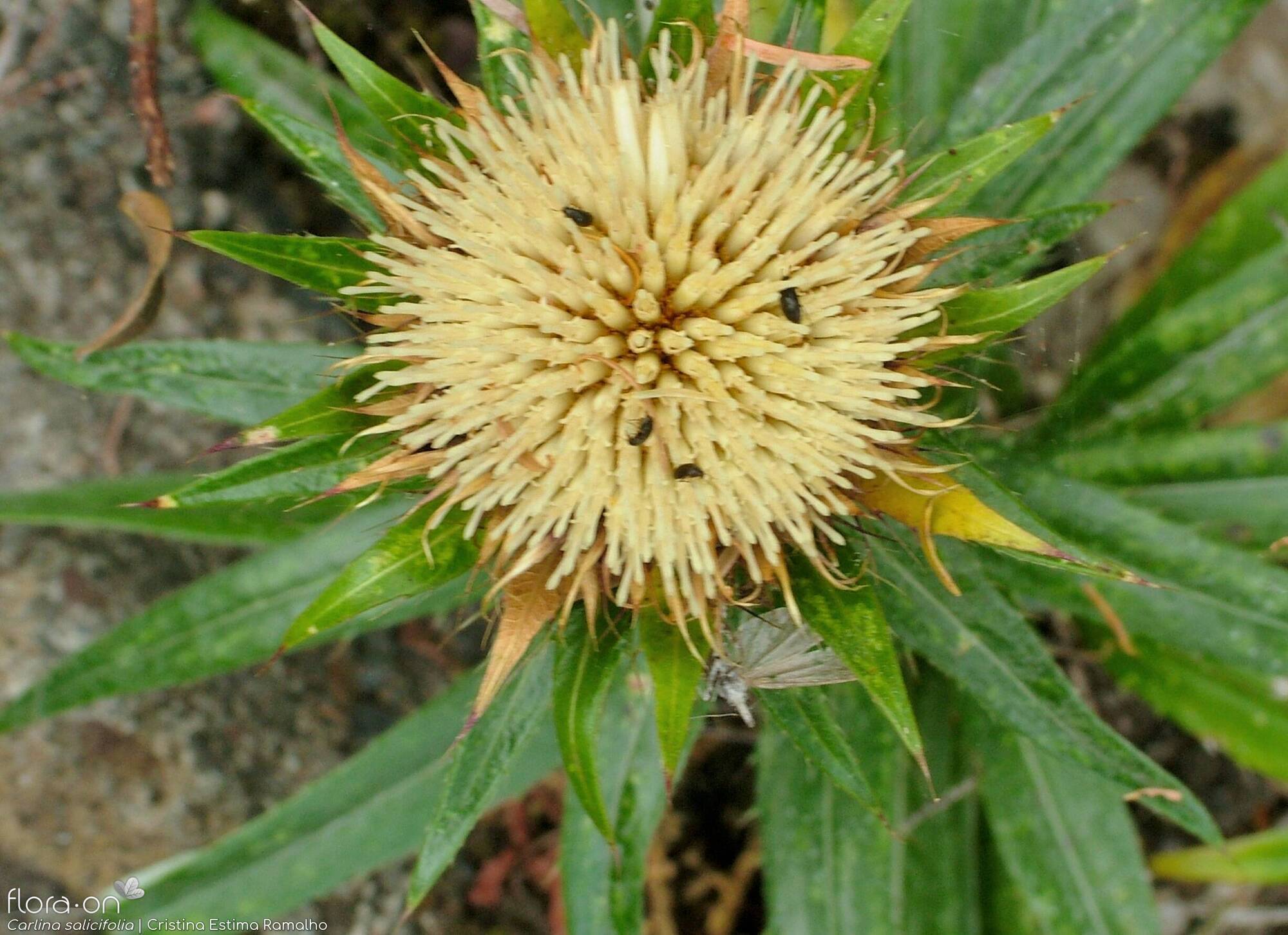 Carlina salicifolia -  | Cristina Estima Ramalho; CC BY-NC 4.0