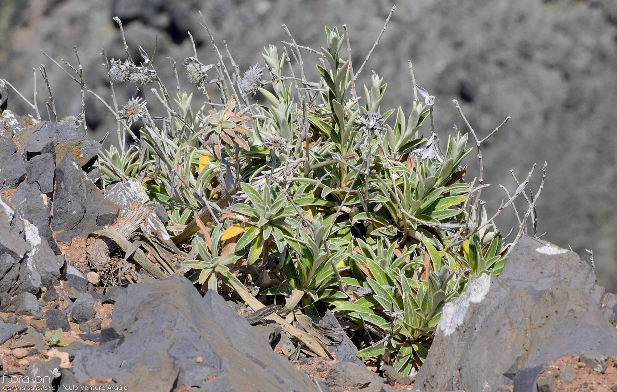 Carlina salicifolia -  | Paulo Ventura Araújo; CC BY-NC 4.0