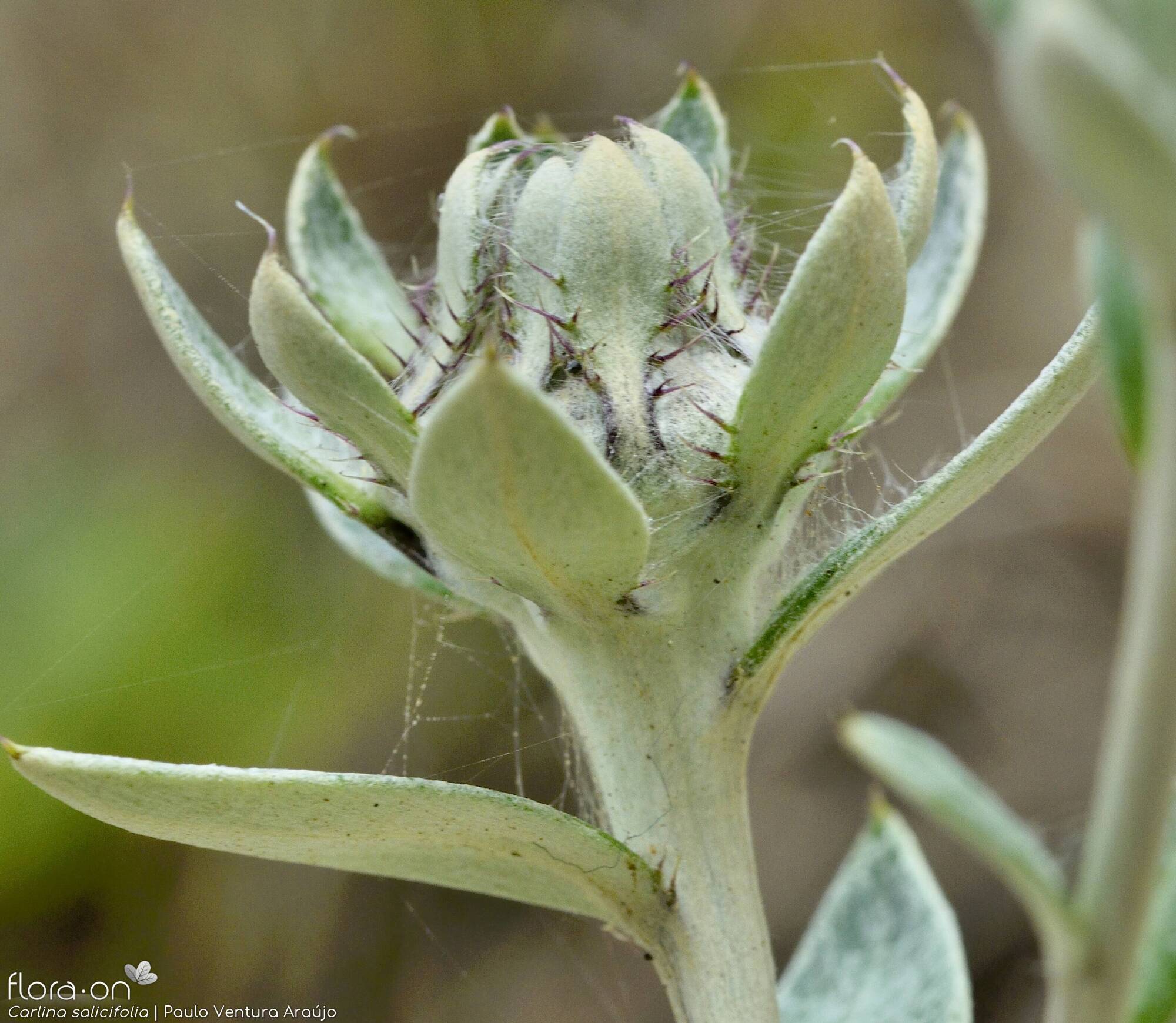 Carlina salicifolia -  | Paulo Ventura Araújo; CC BY-NC 4.0