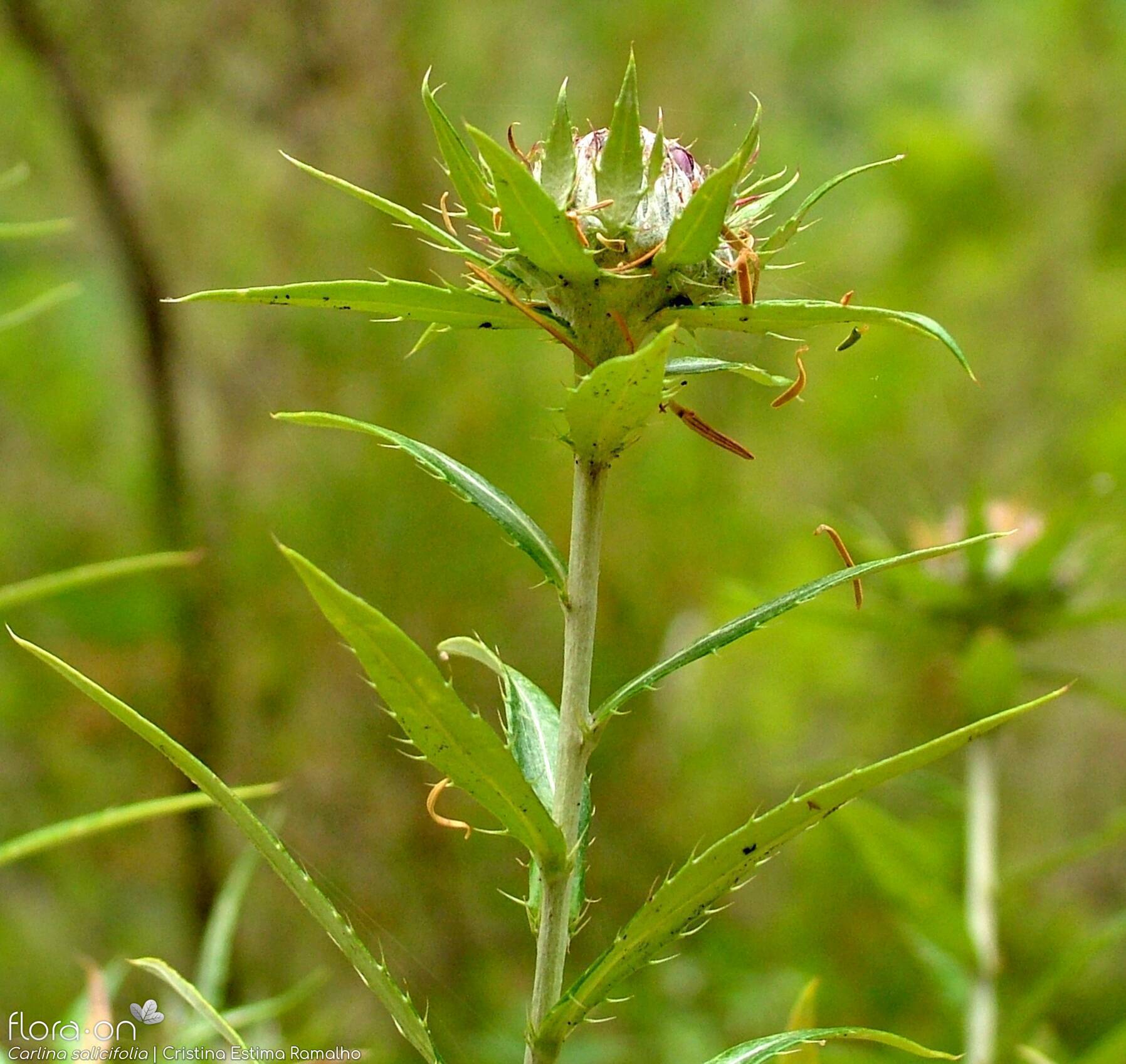 Carlina salicifolia -  | Cristina Estima Ramalho; CC BY-NC 4.0