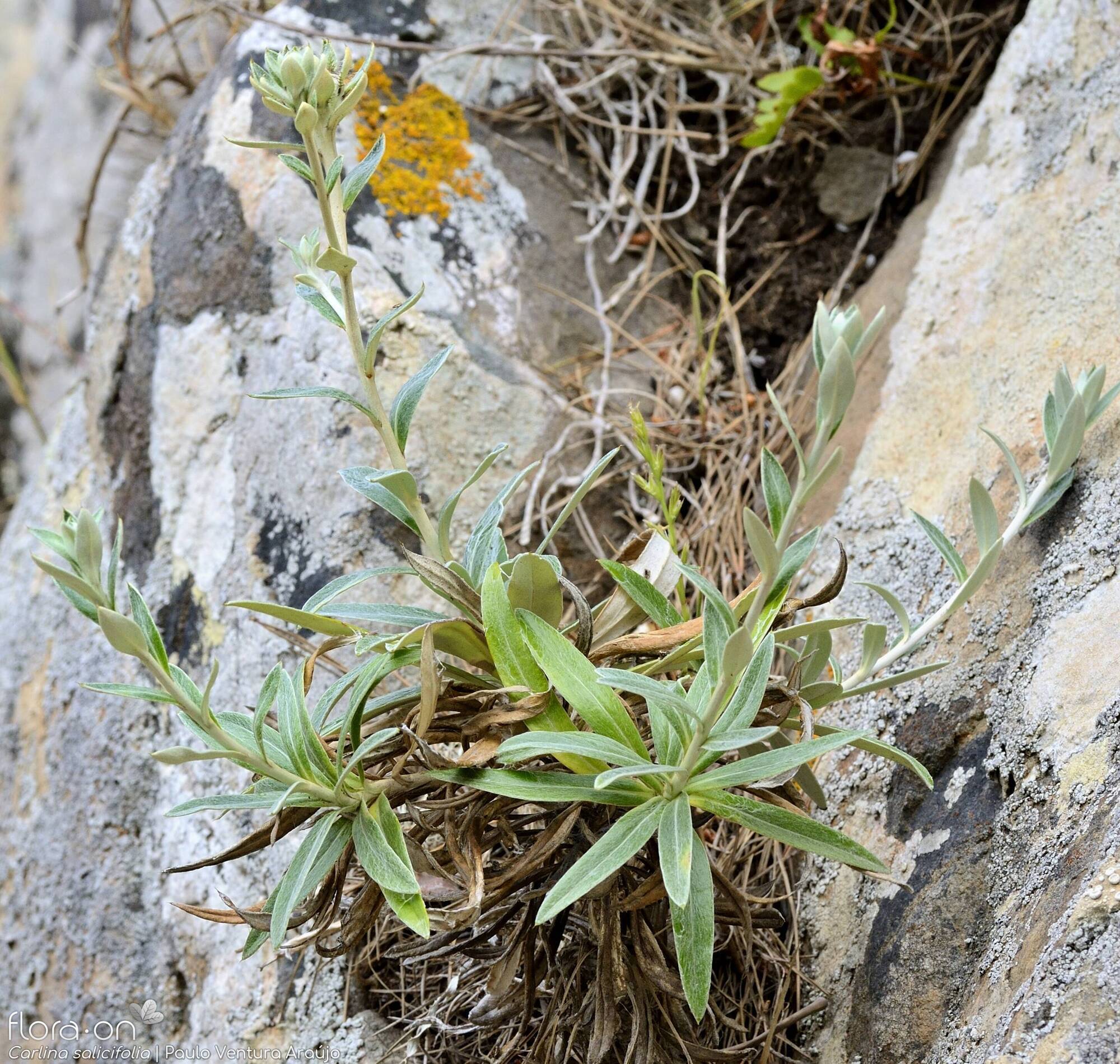 Carlina salicifolia -  | Paulo Ventura Araújo; CC BY-NC 4.0