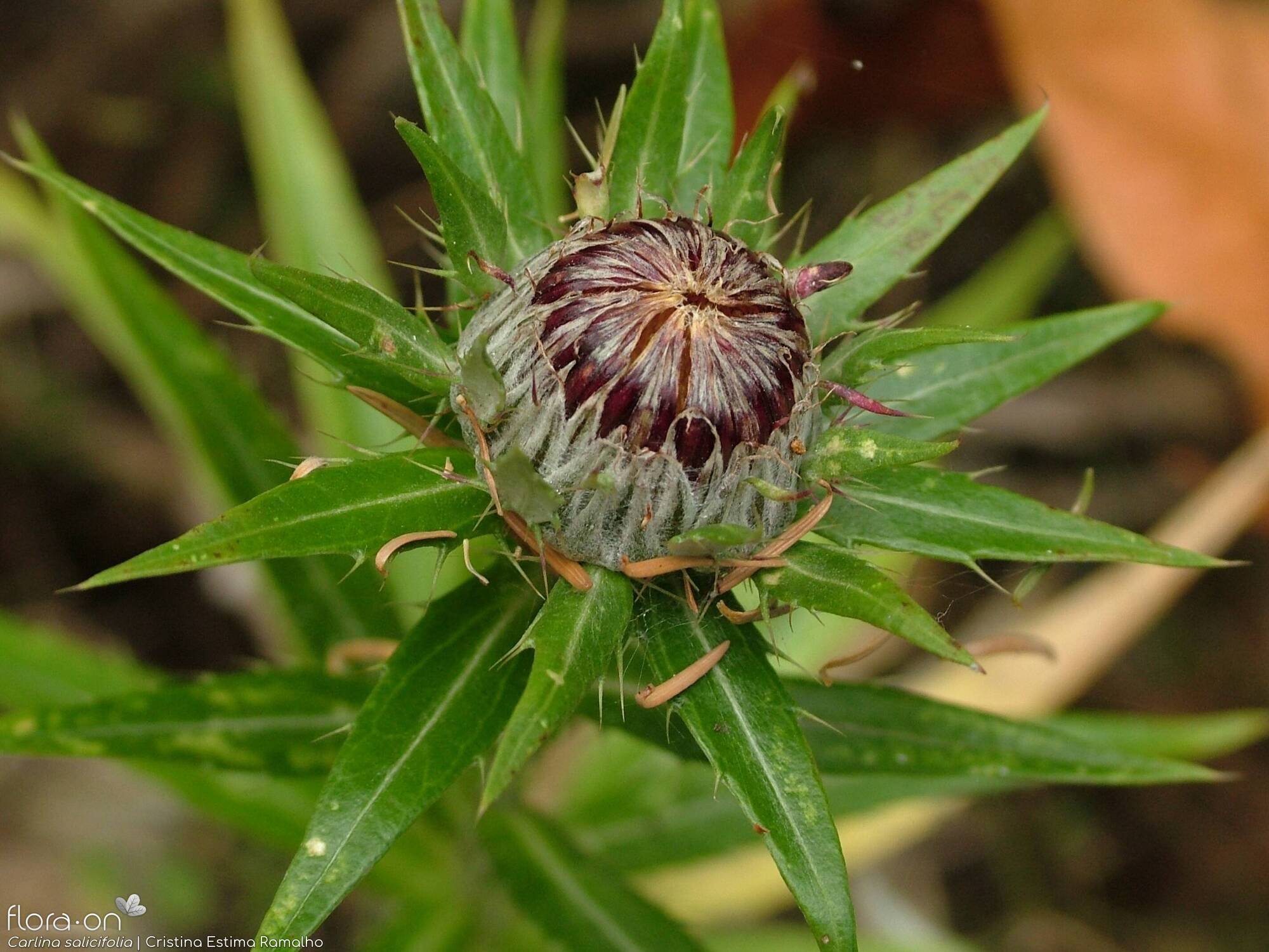 Carlina salicifolia -  | Cristina Estima Ramalho; CC BY-NC 4.0