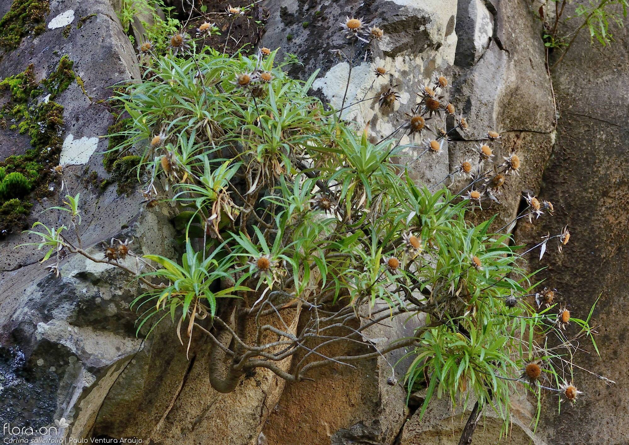 Carlina salicifolia -  | Paulo Ventura Araújo; CC BY-NC 4.0